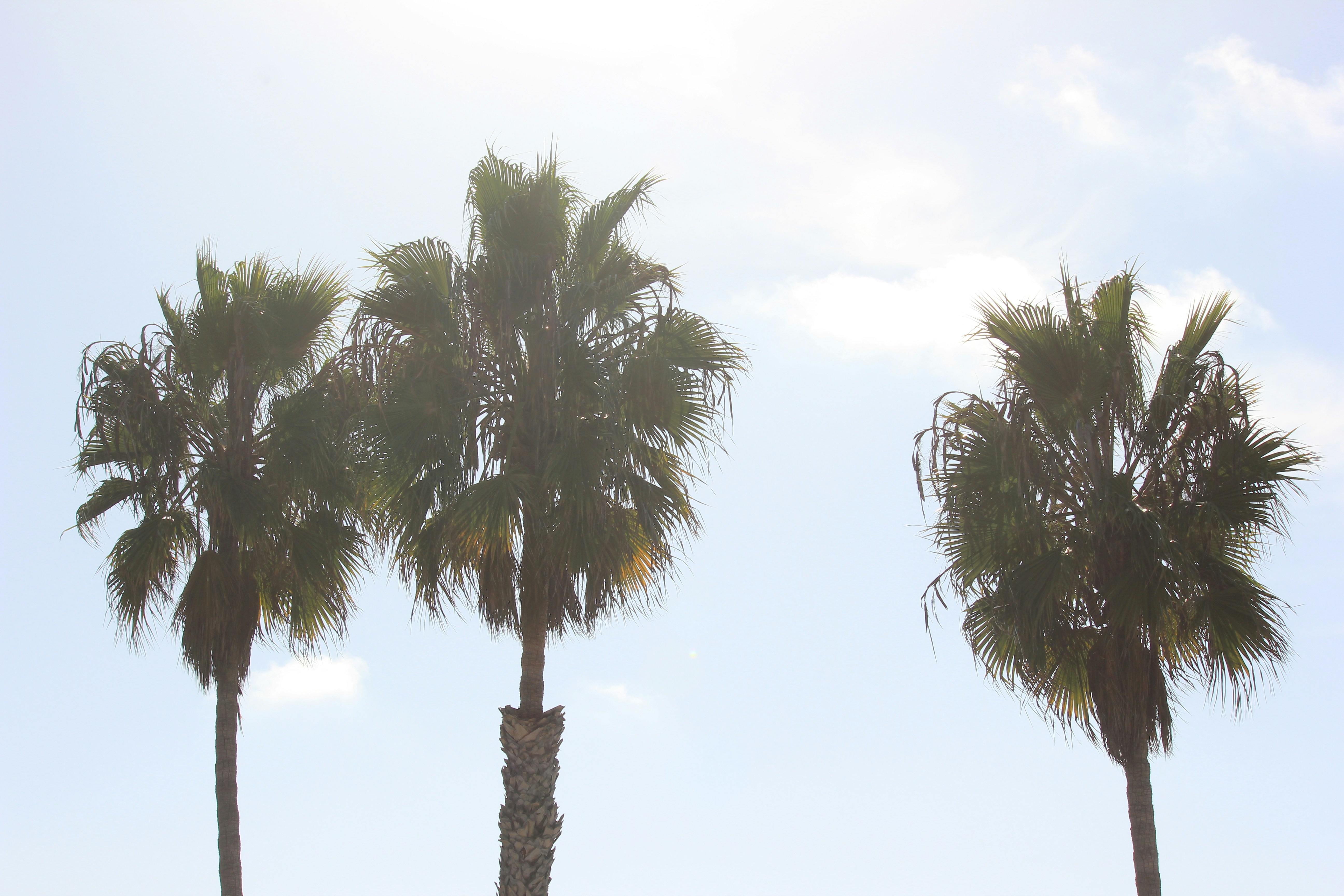 Photo by frolicsomefairy