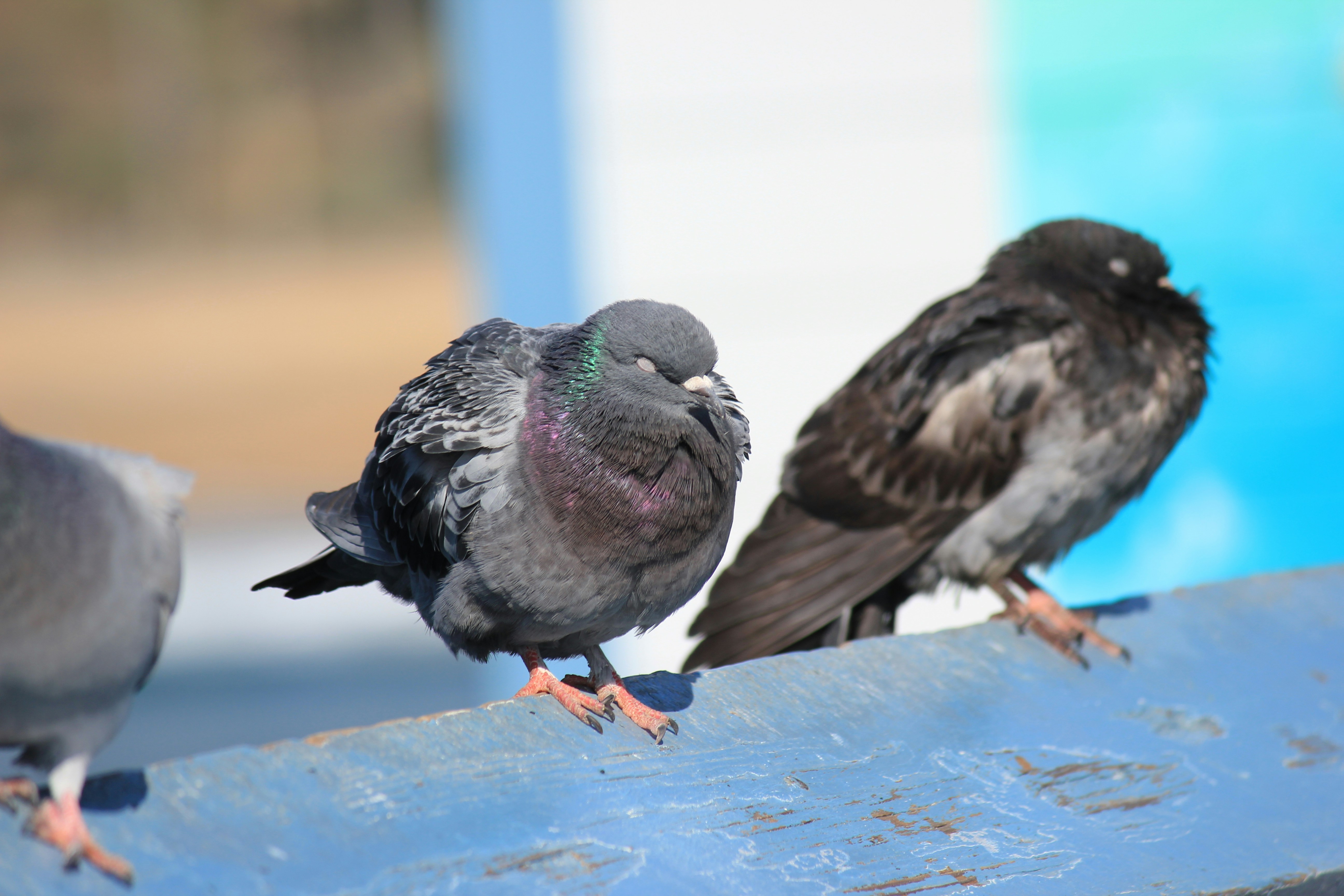 Photo by frolicsomefairy