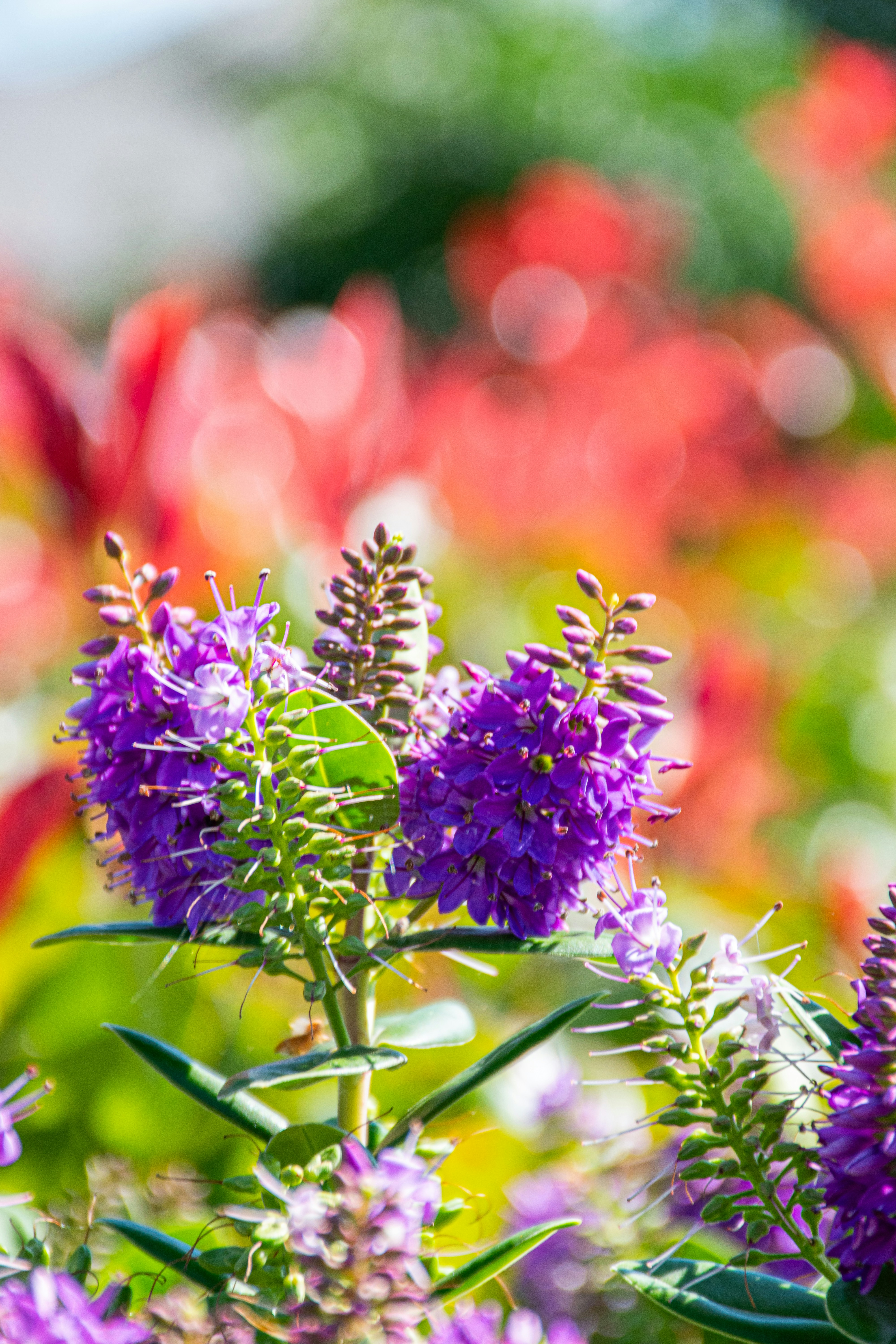 Photo by adam_skrinnikoff