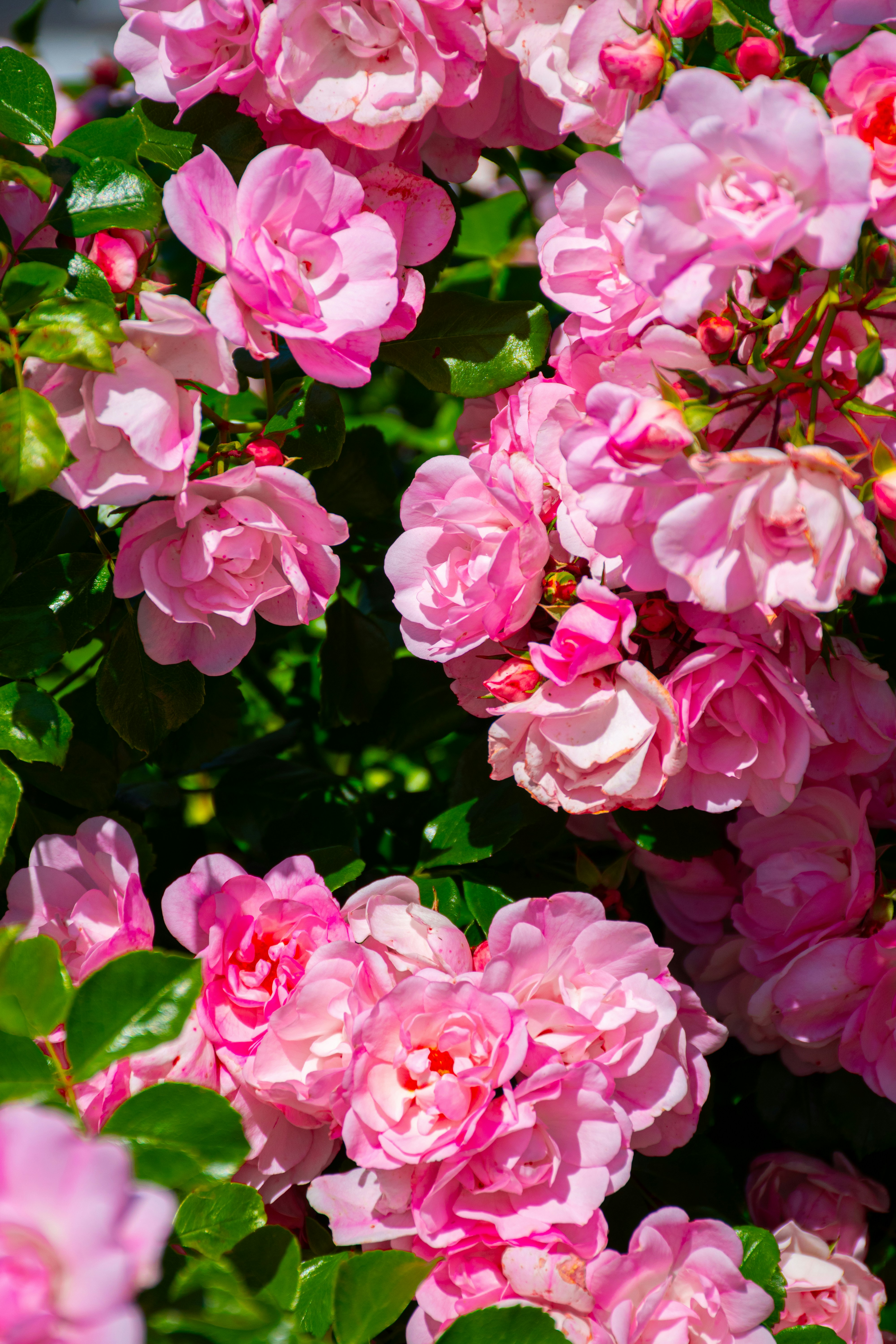 Photo by adam_skrinnikoff