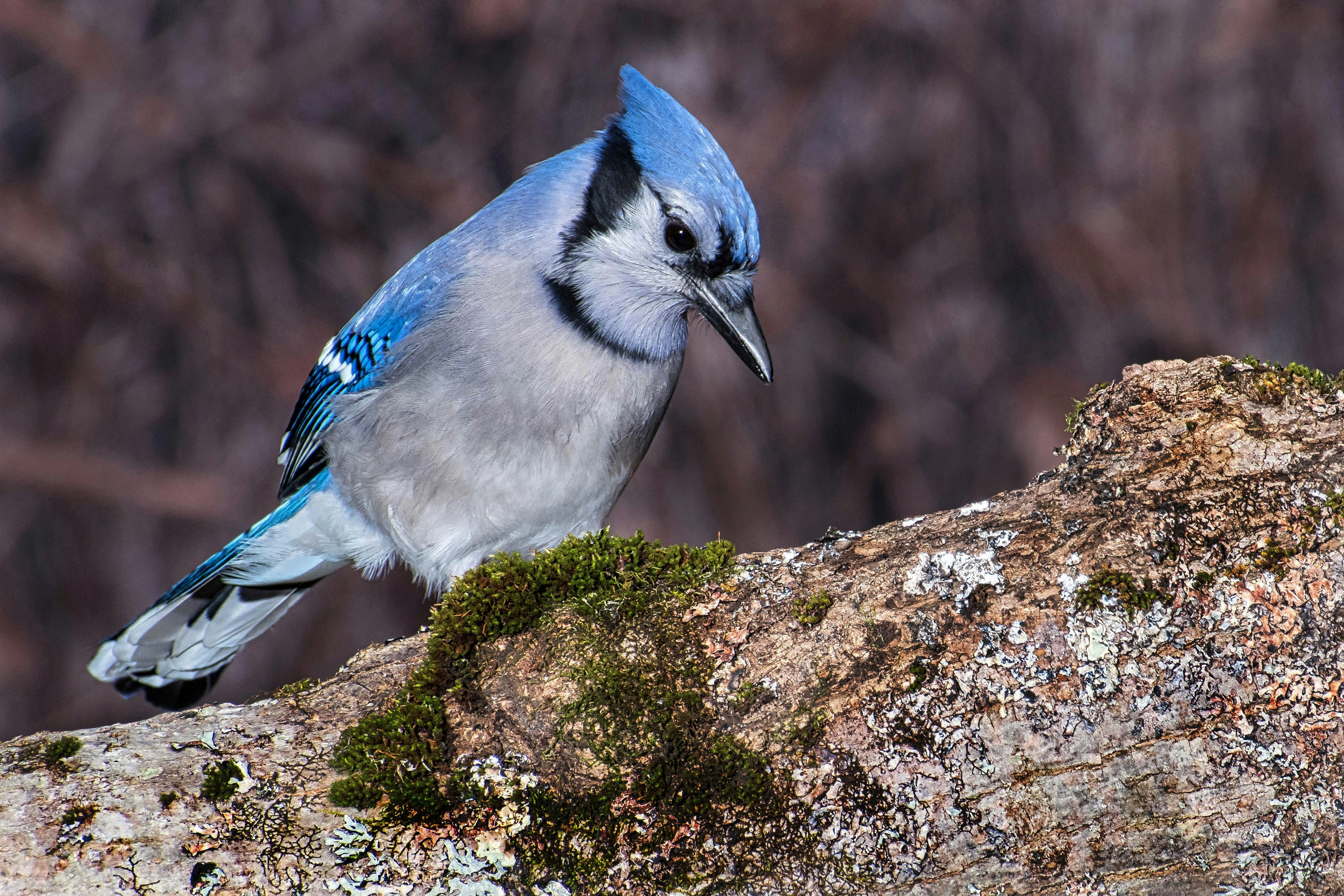 A small blue bird perched on a rock