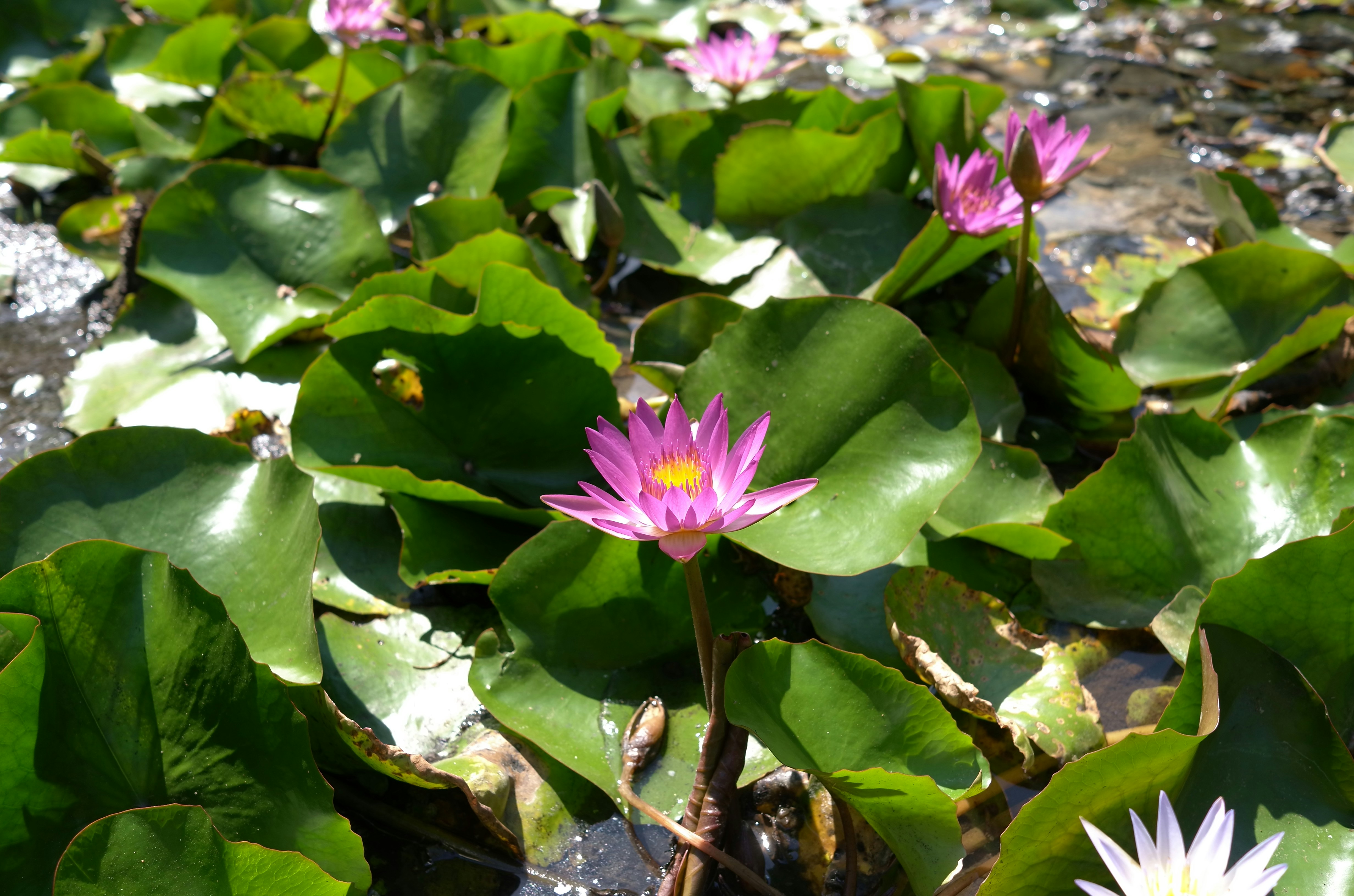 汪星人偷偷告訴你的秘密！這樣做牠更愛你🥰 (獸醫認證！)