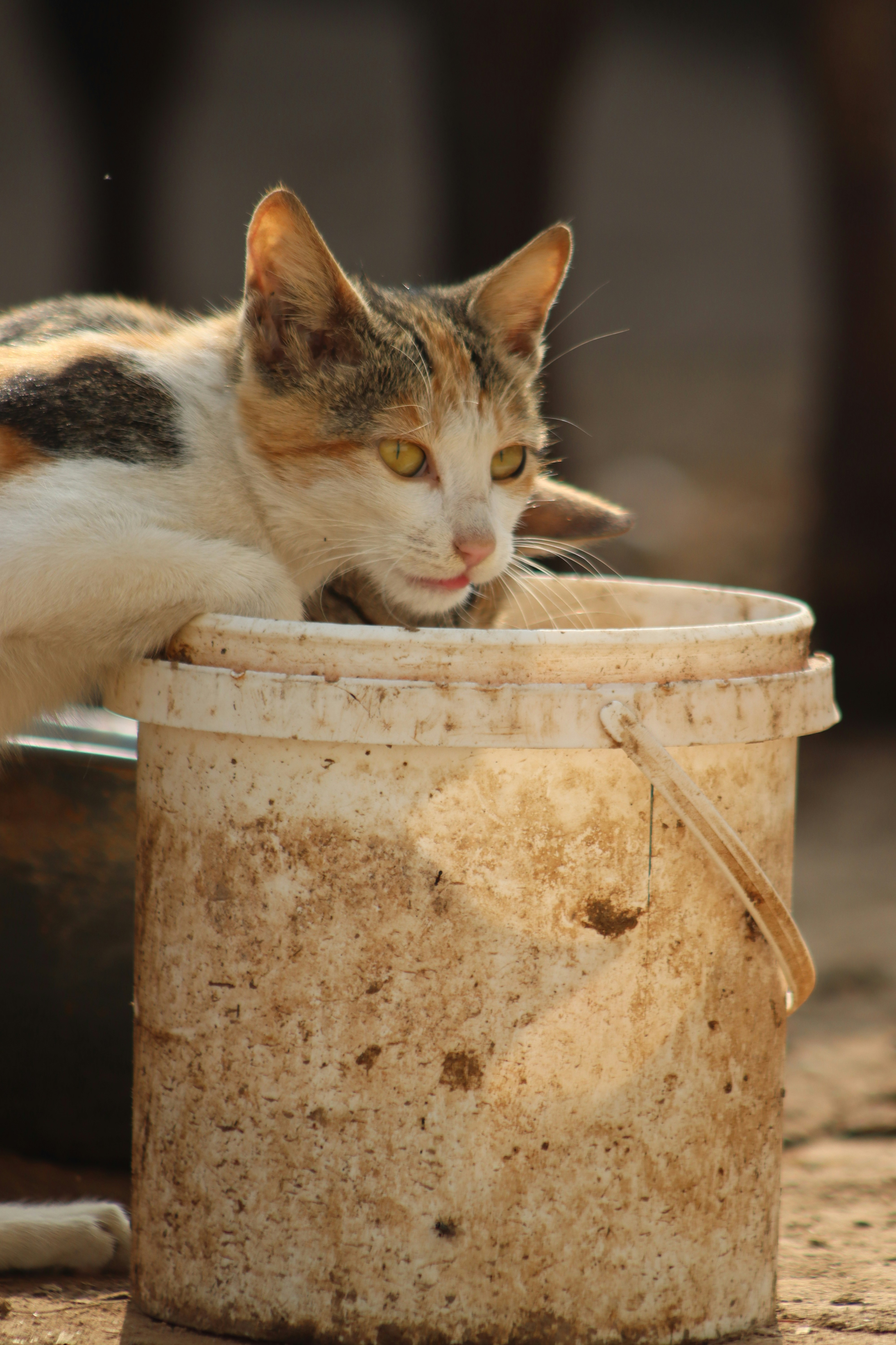 8 Water-Saving Benefits of Natural Cat Litter Production