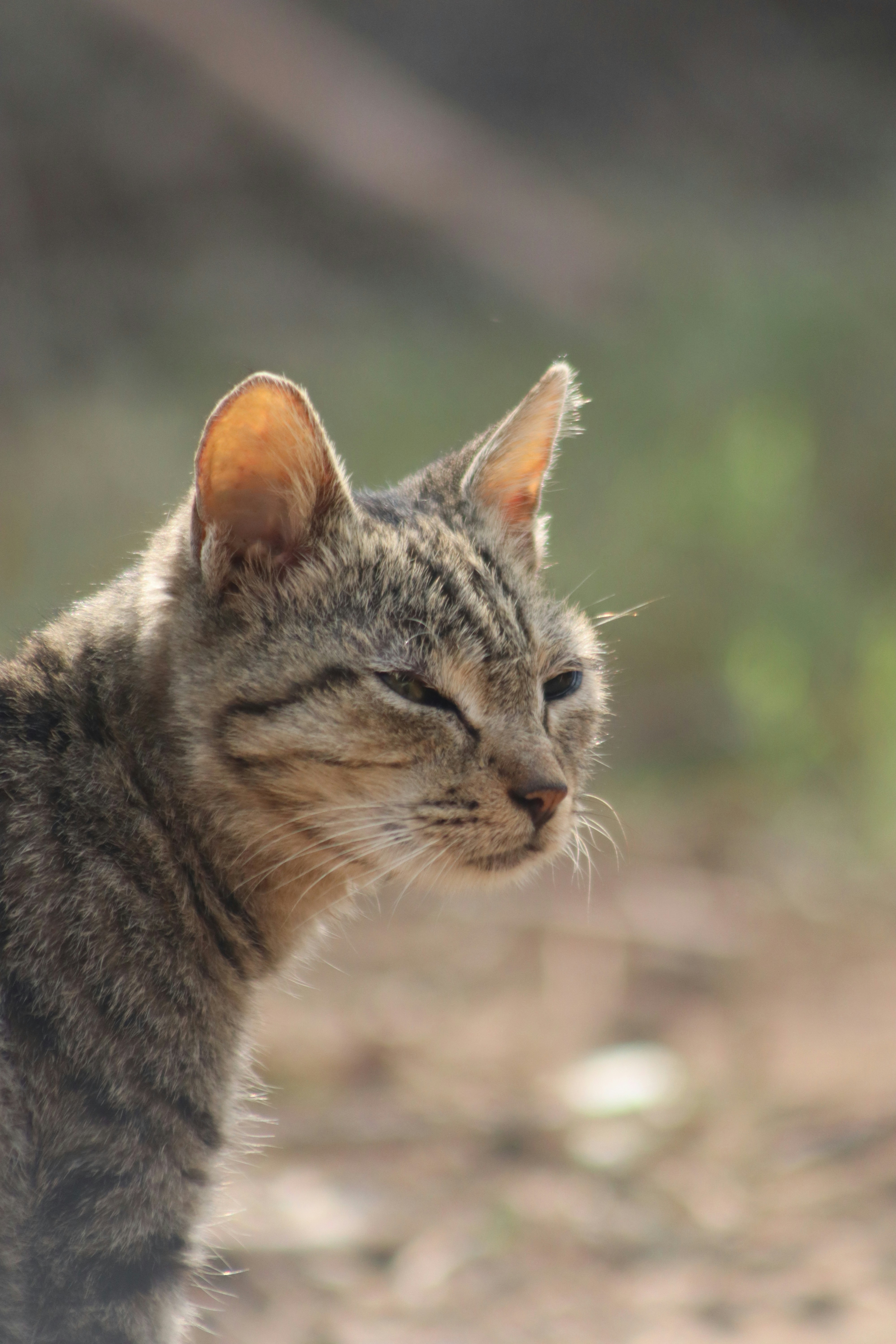 Echoes of the Wild (image credits: unsplash)