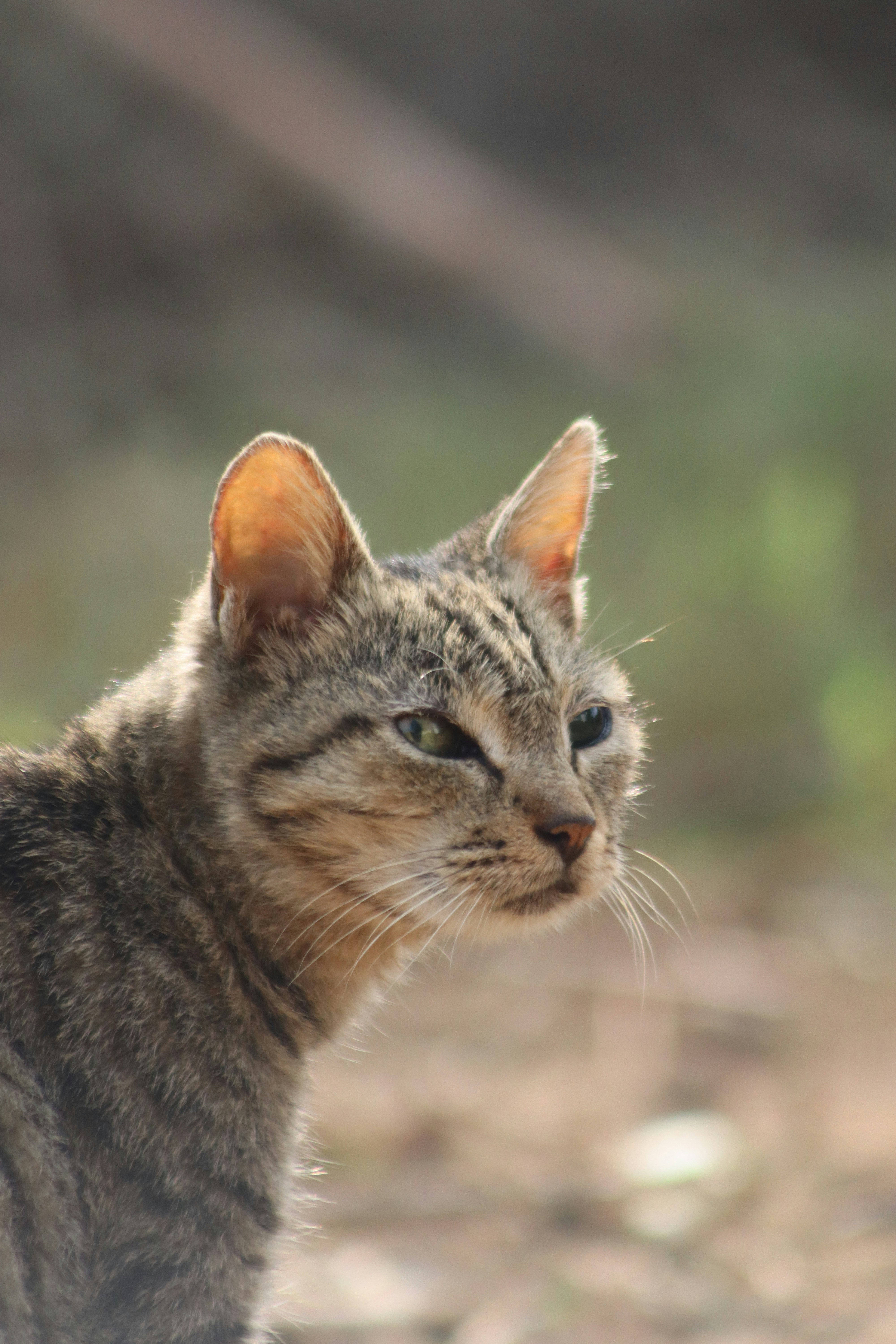 The Xenosmilus: The Cookie-Cutter Cat (image credits: unsplash)