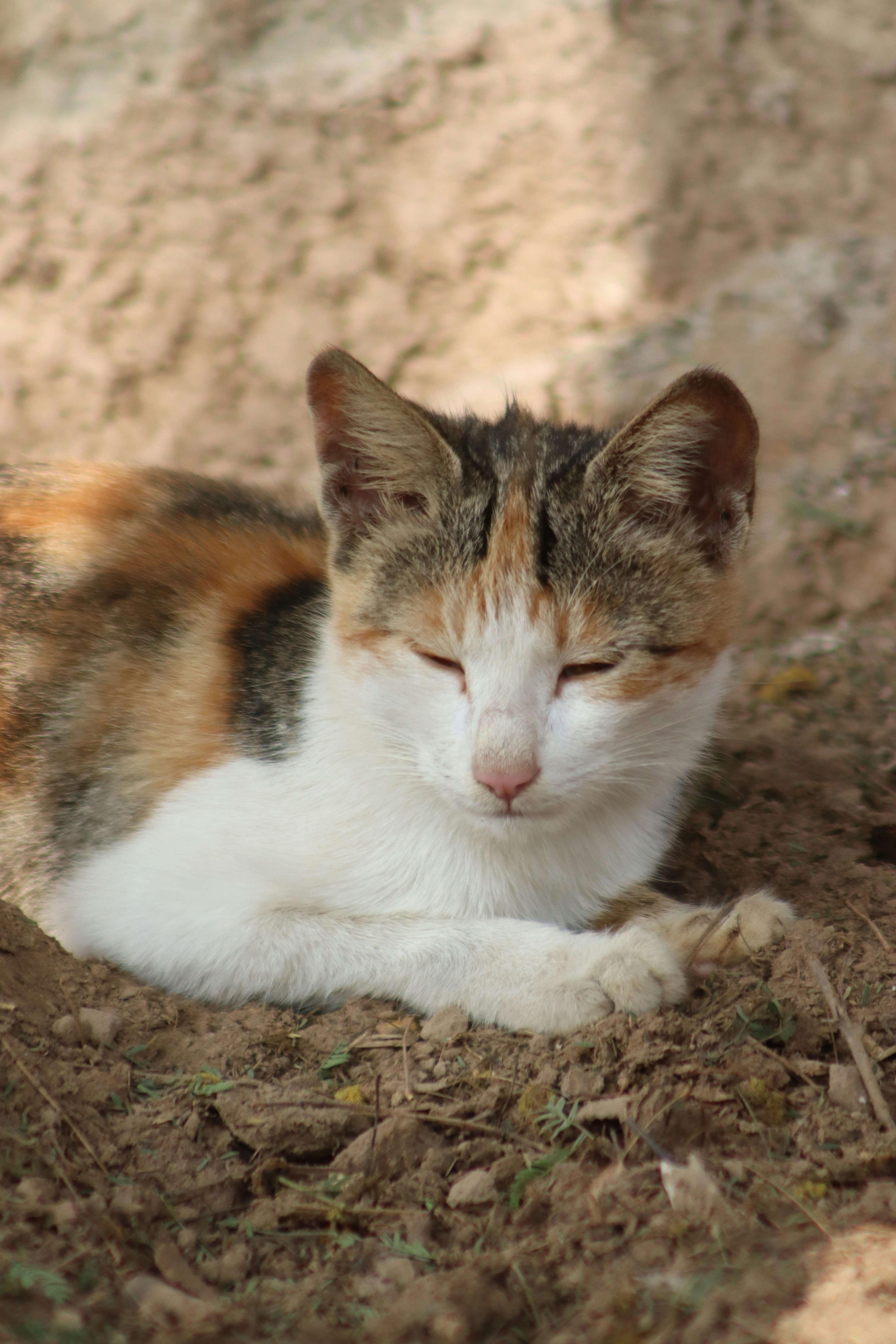 Xenosmilus: The Cookie-Cutter Cat With Razor-Sharp Precision (image credits: unsplash)