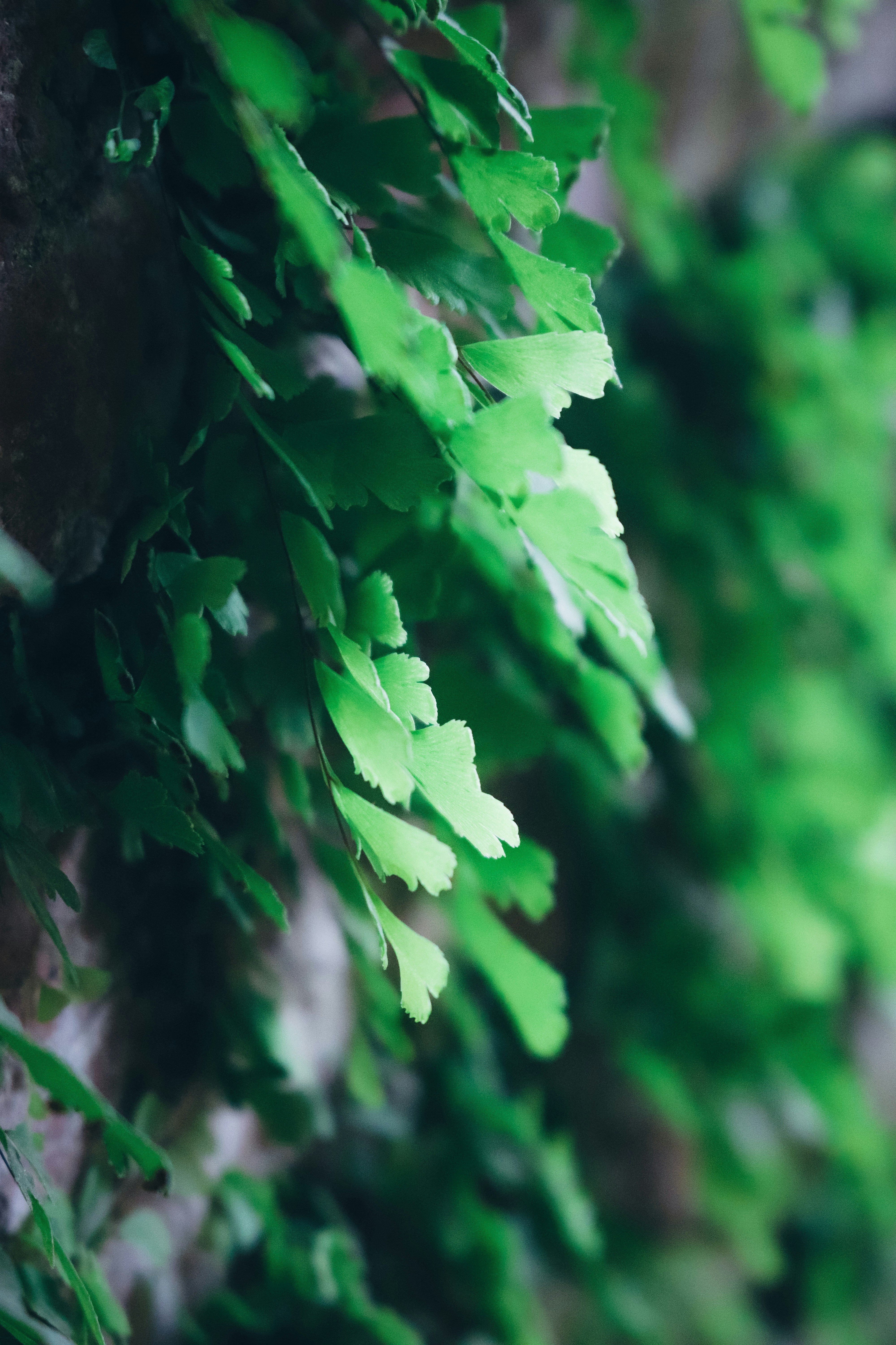 A close up of a green plant growing on a stone wall