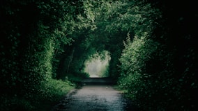 A dark tunnel with trees lining the sides of it