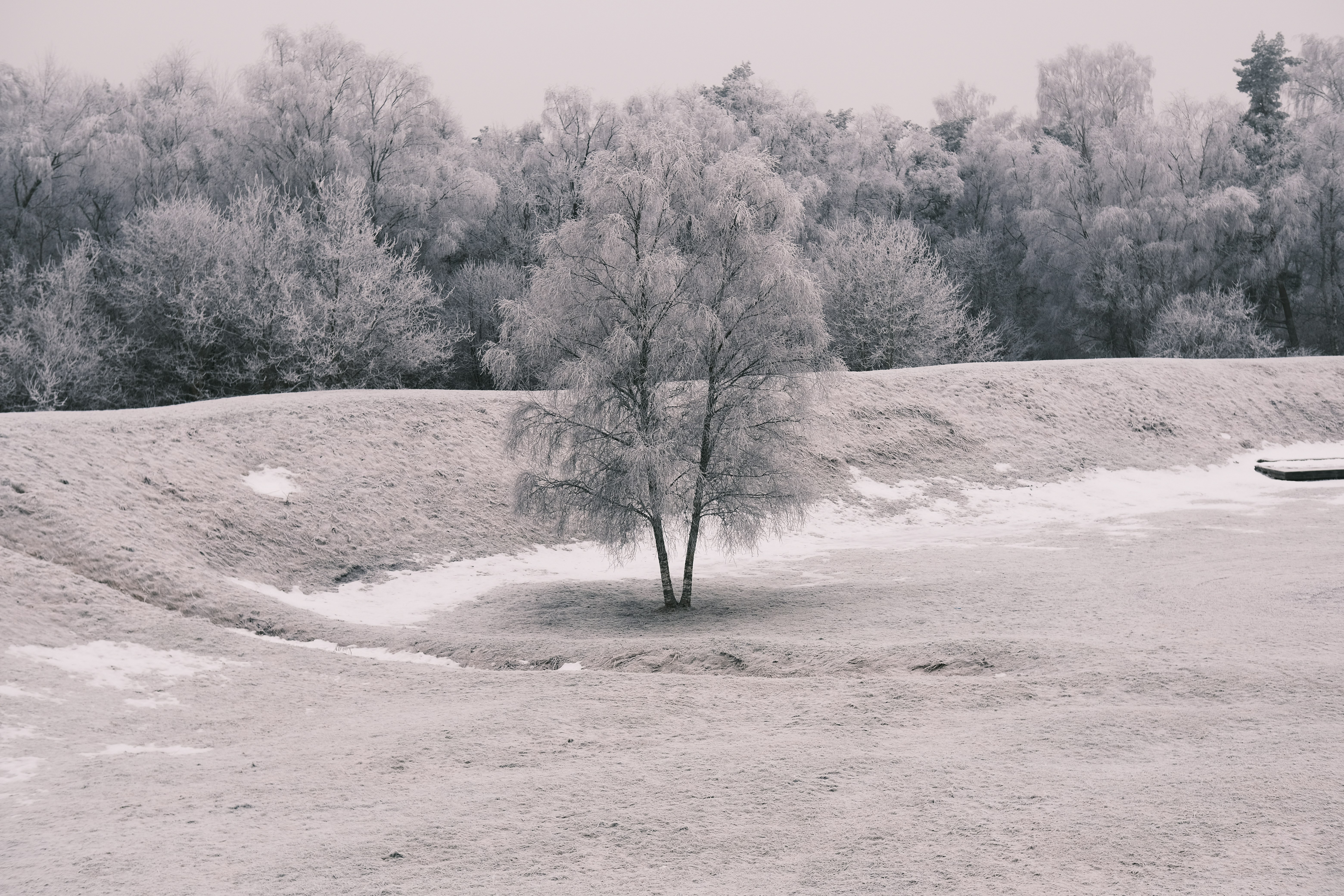 A black and white photo of a tree in a field