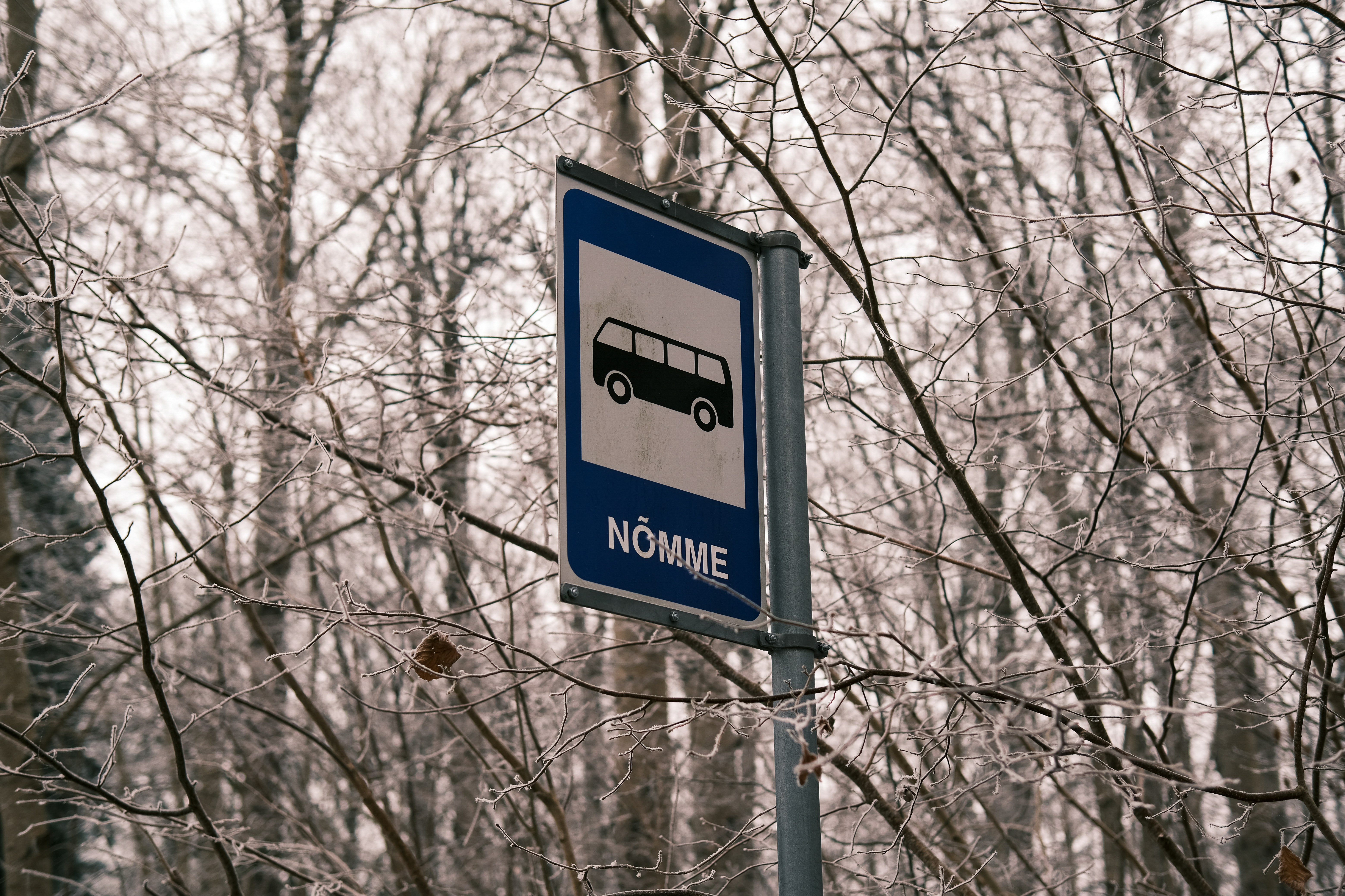 A blue and white street sign sitting next to a forest