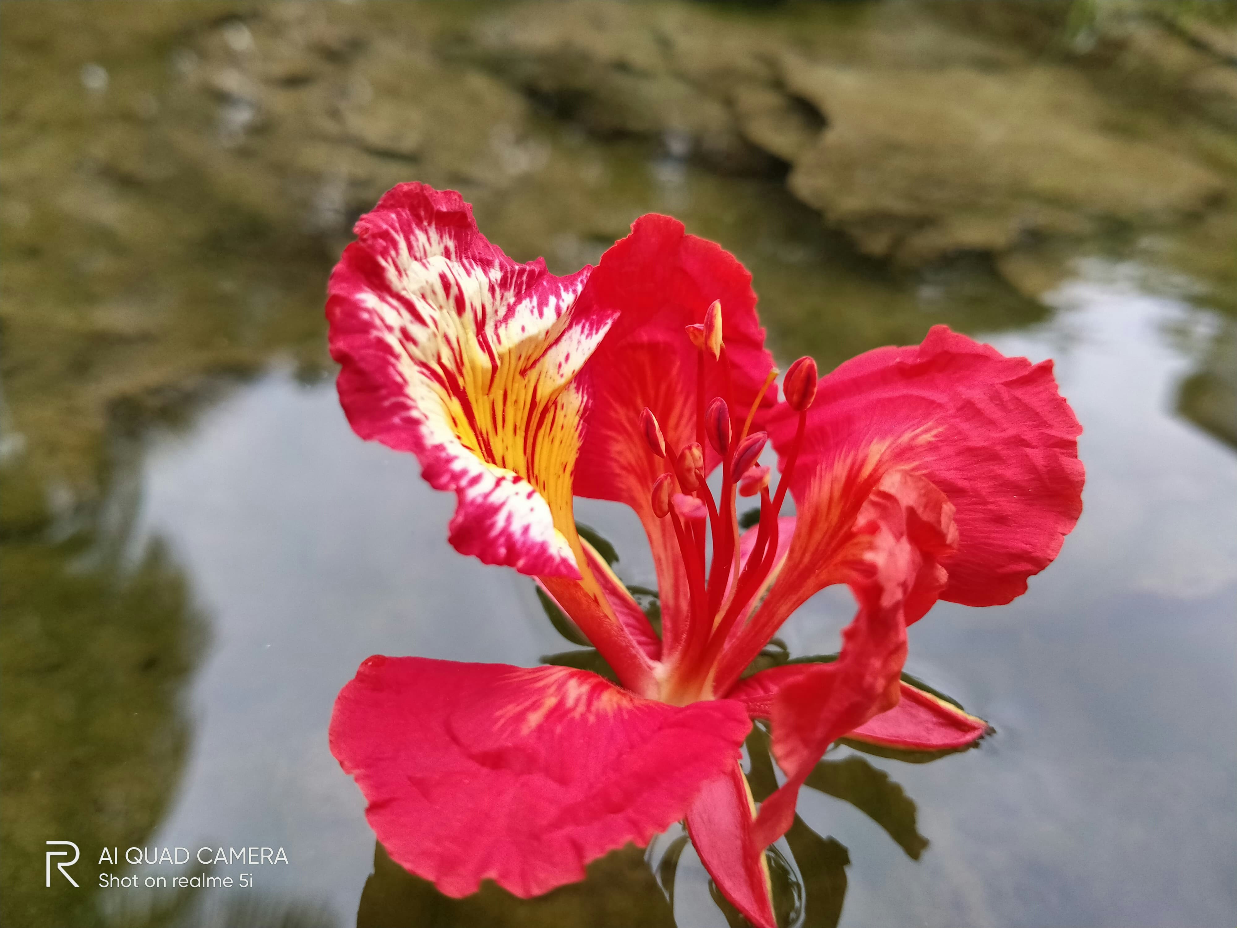 spring flower fields, wallpaper, Spring Flower Blooms: Best Locations to Visit 4