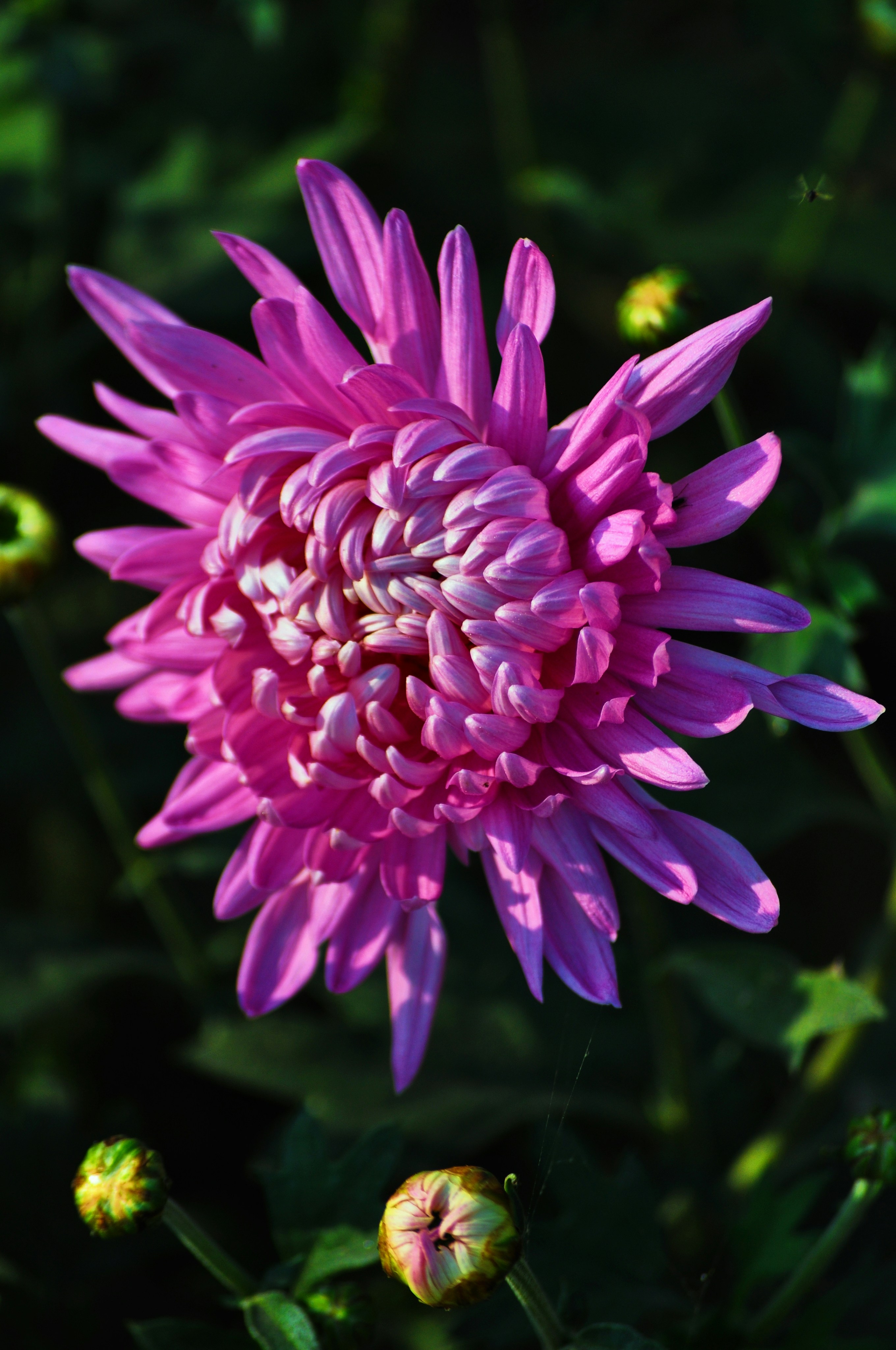 spring flower fields, wallpaper, Spring Flower Blooms: Best Locations to Visit 2