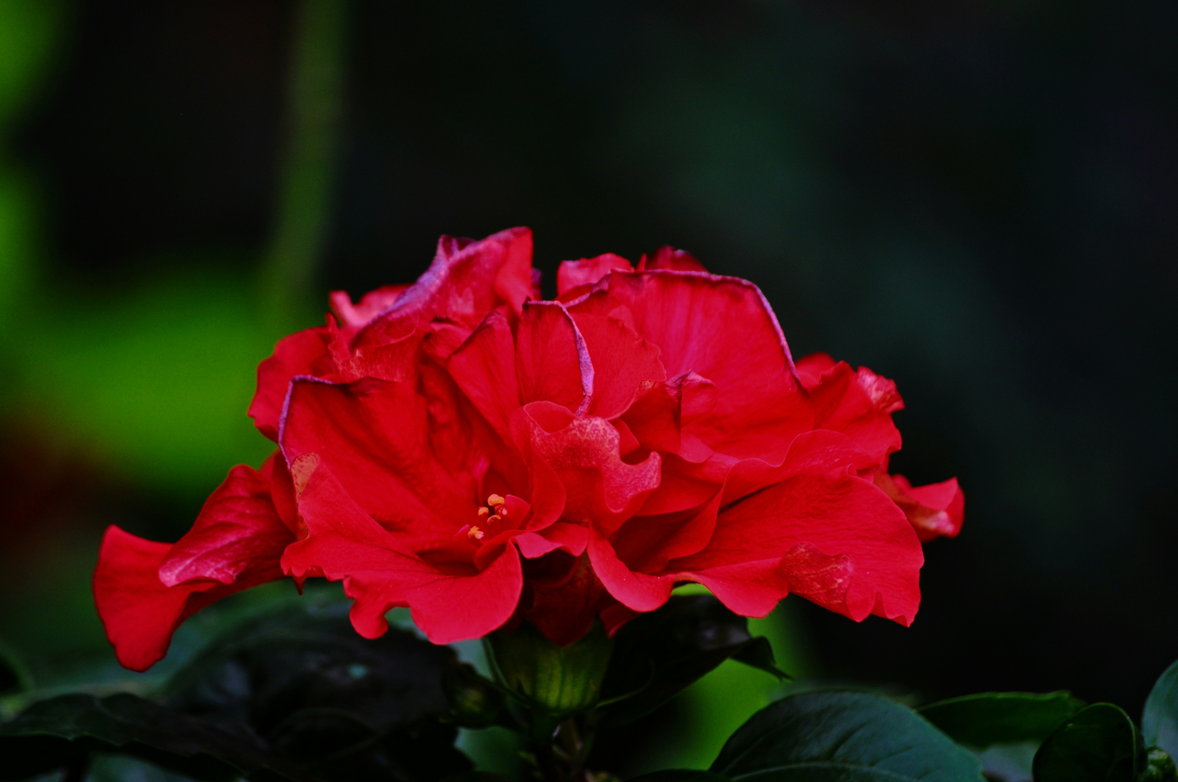 spring flower fields, wallpaper, Spring Flower Blooms: Best Locations to Visit 3