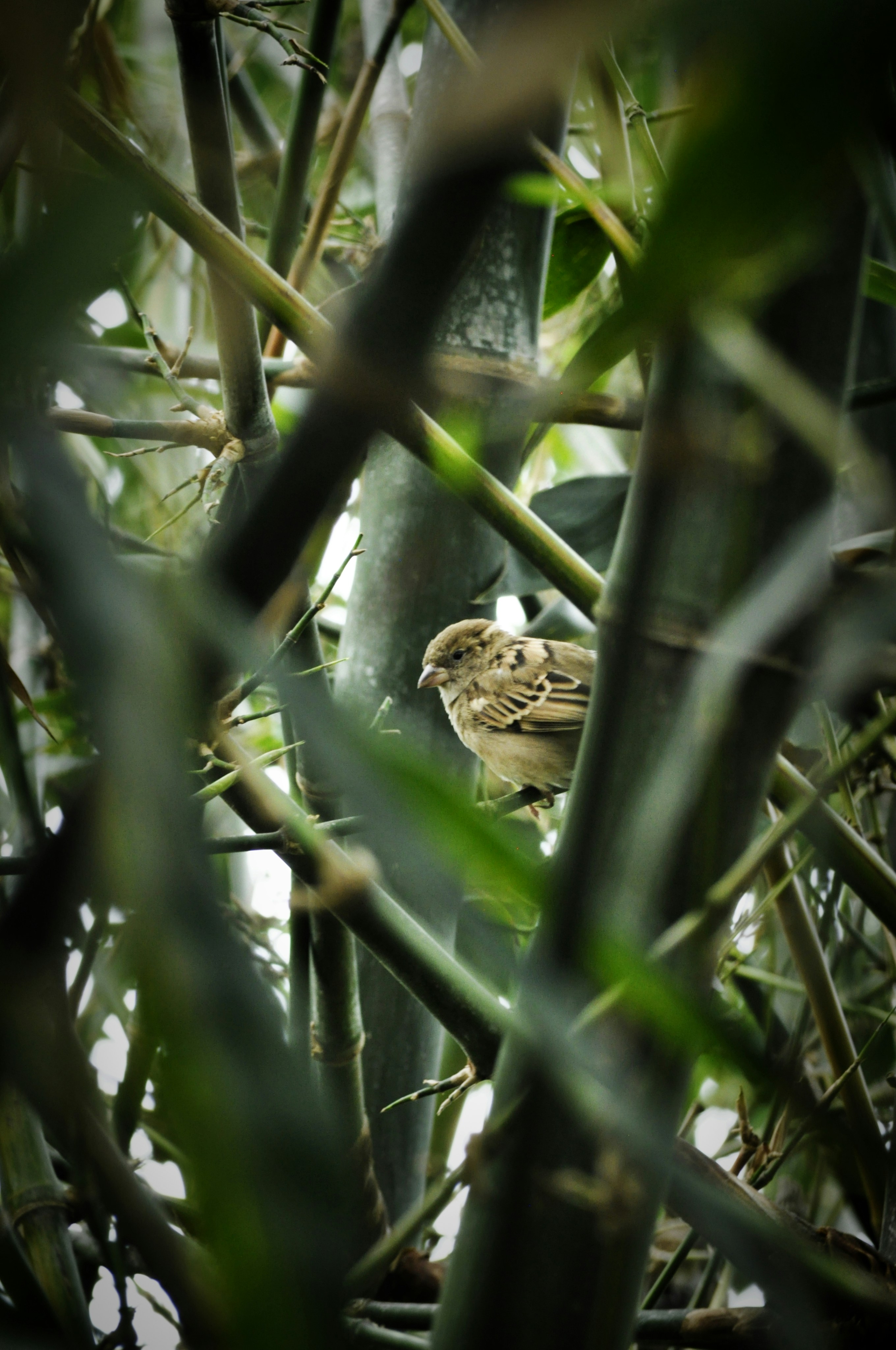 Photo by sahjahansagor