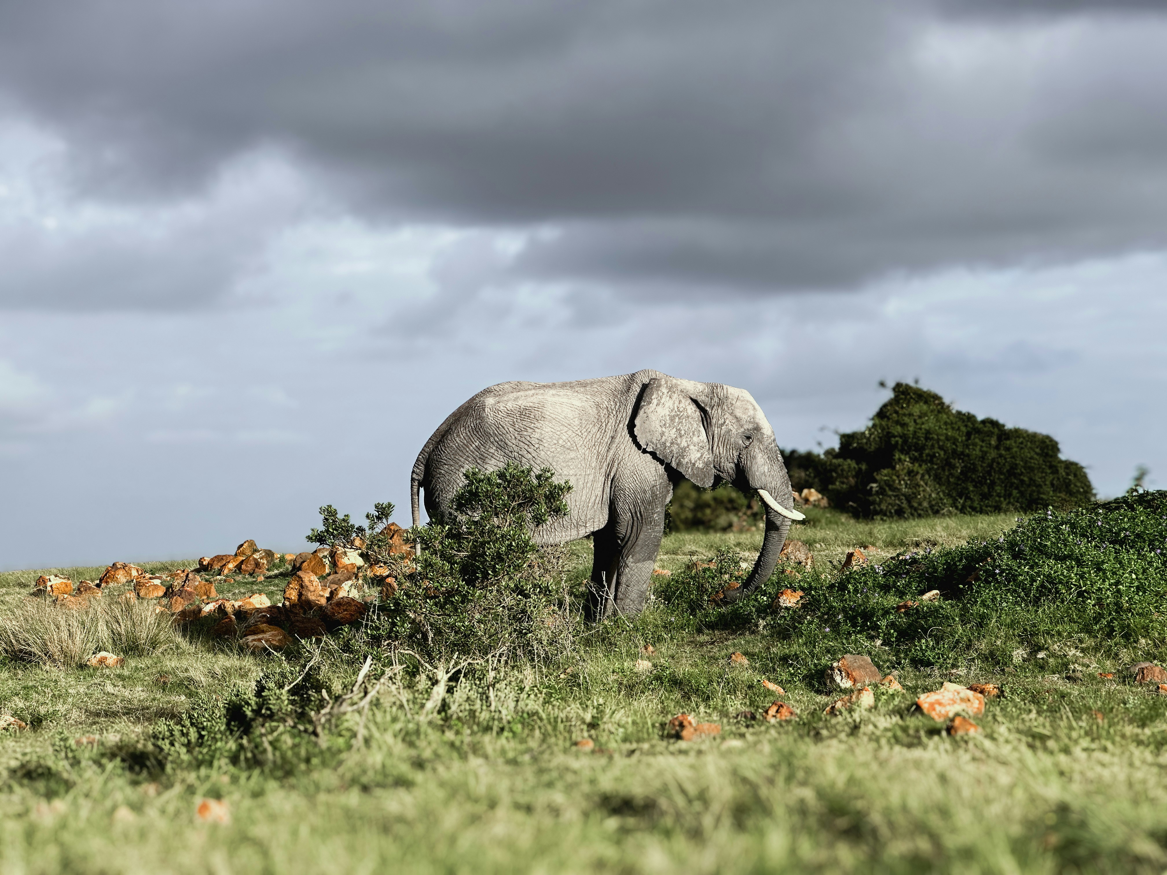 جانب من الطبيعة البرية الاستثنائية في محمية جندوانا