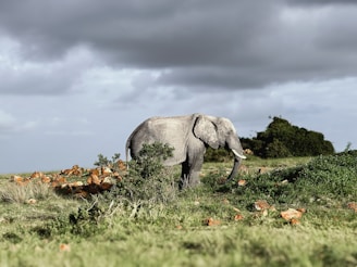 An elephant is standing in a grassy field