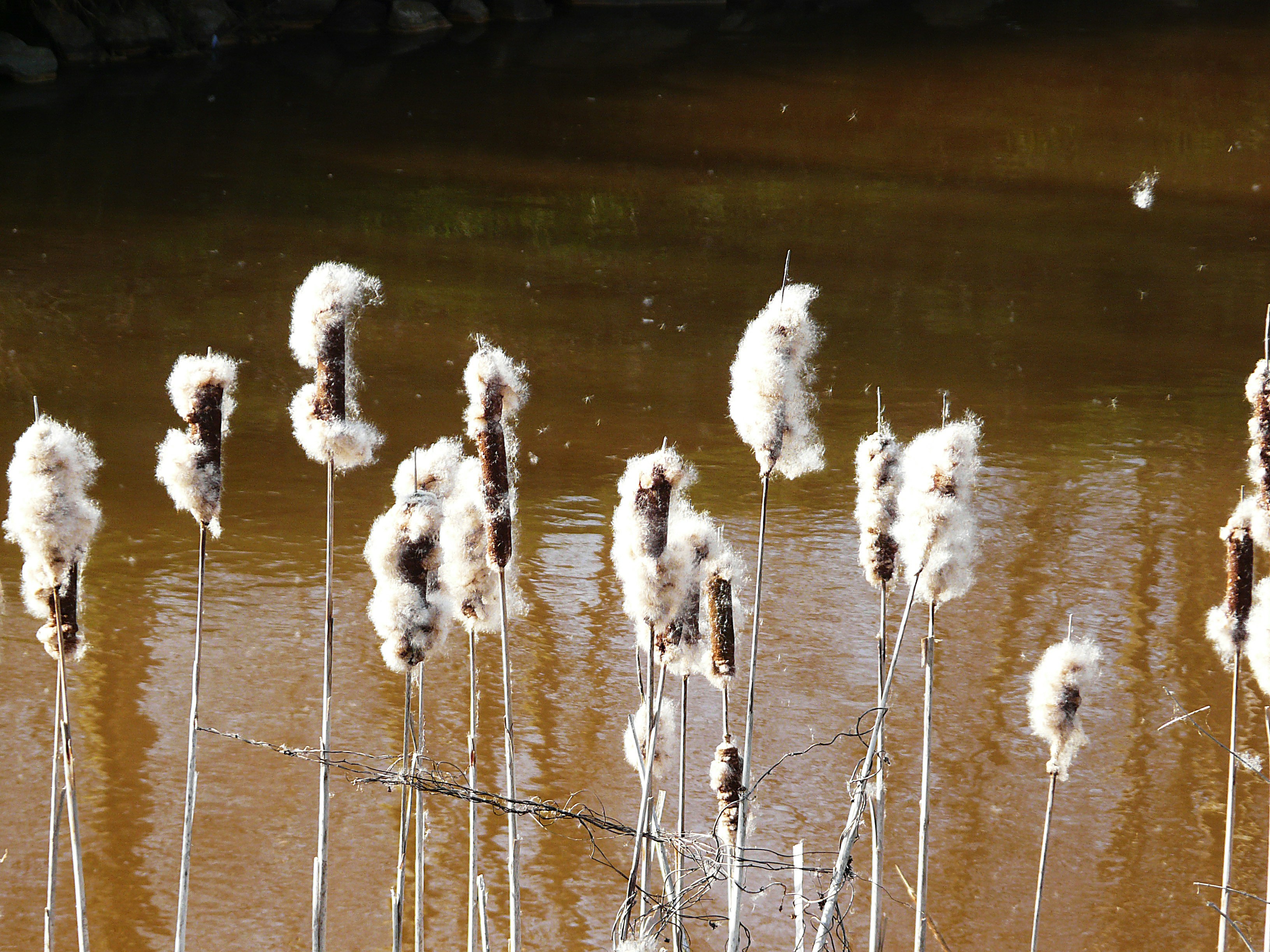 A bunch of white flowers that are in the water