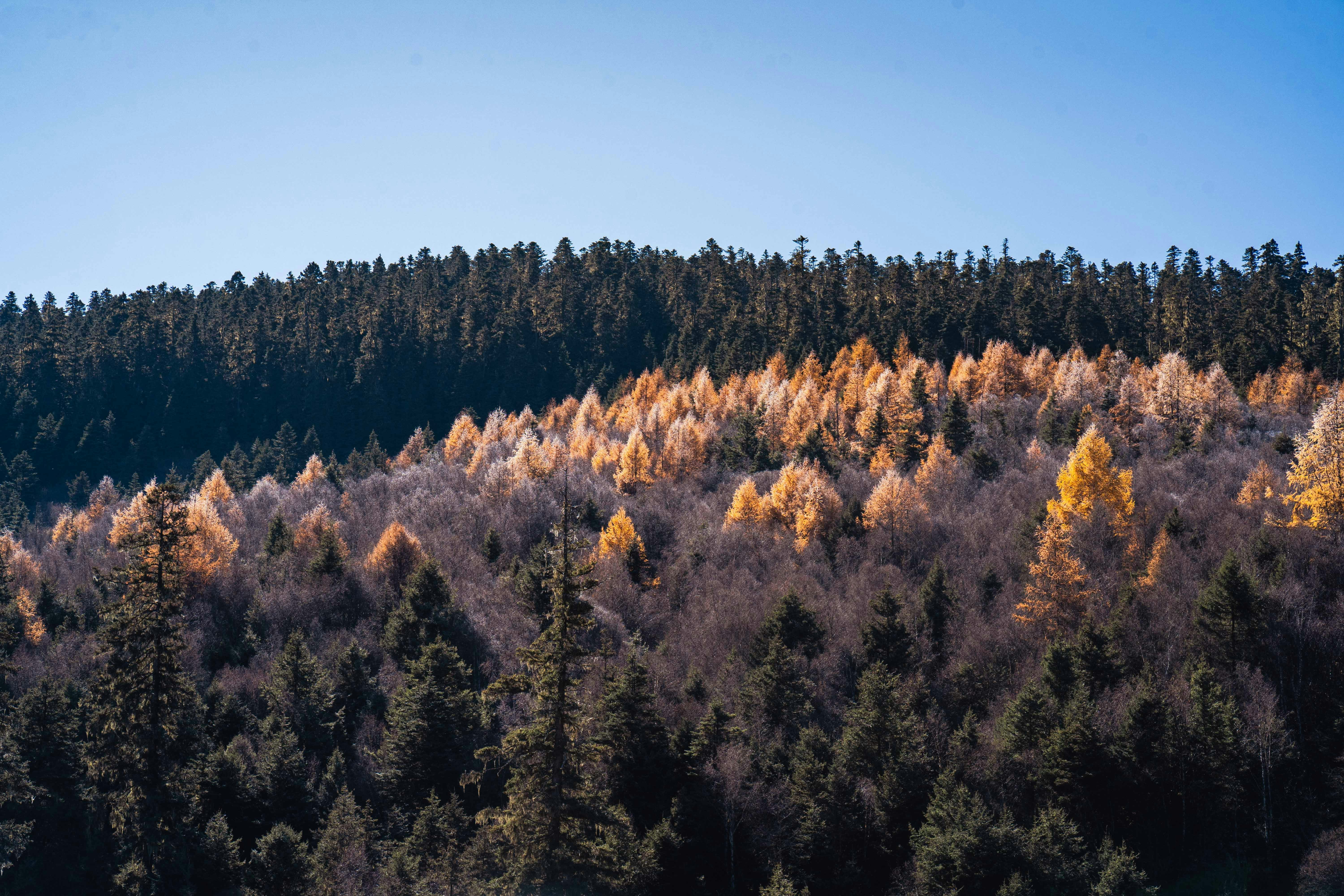 A forest filled with lots of trees under a blue sky