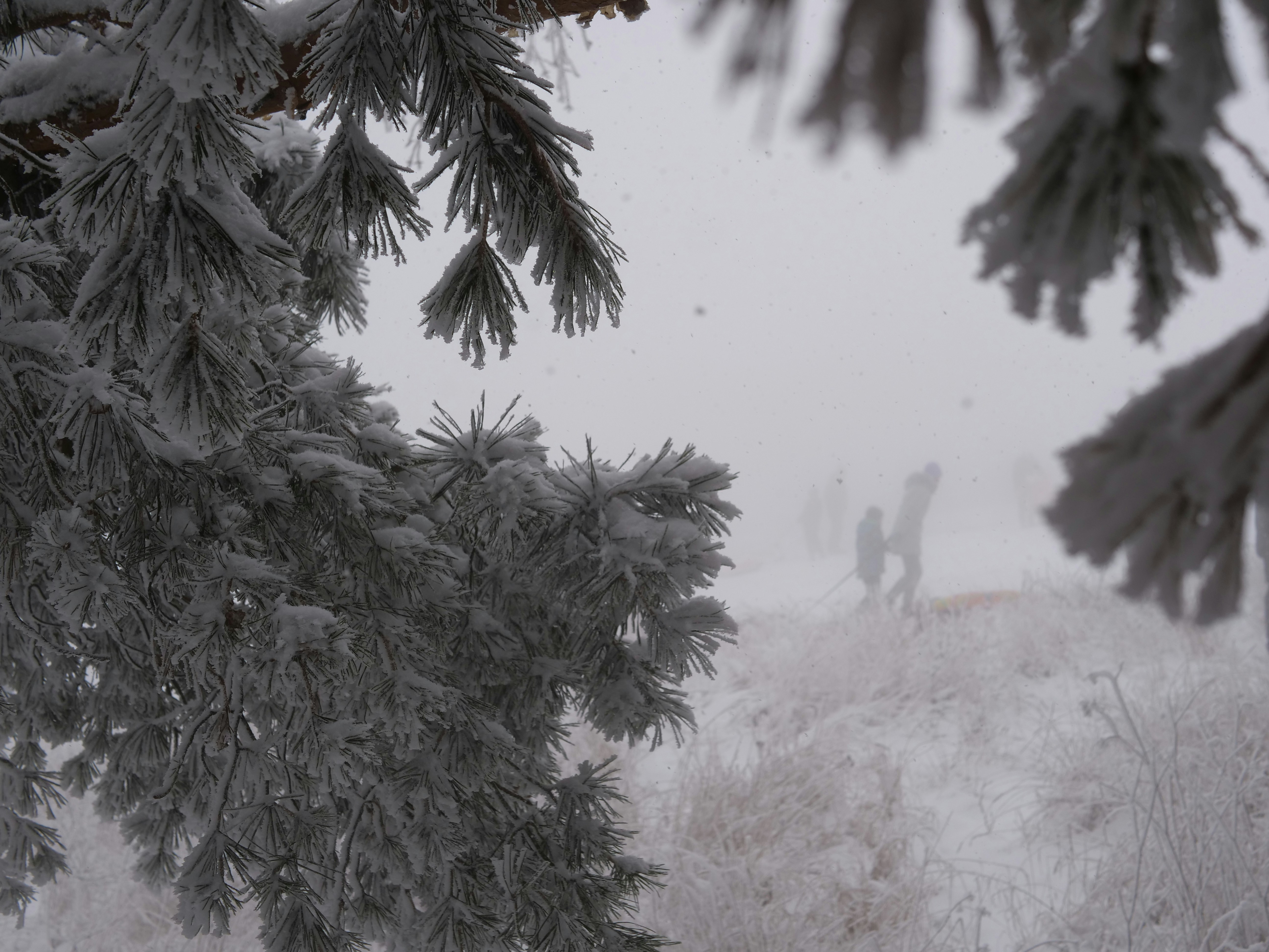 A person walking in the snow through the trees