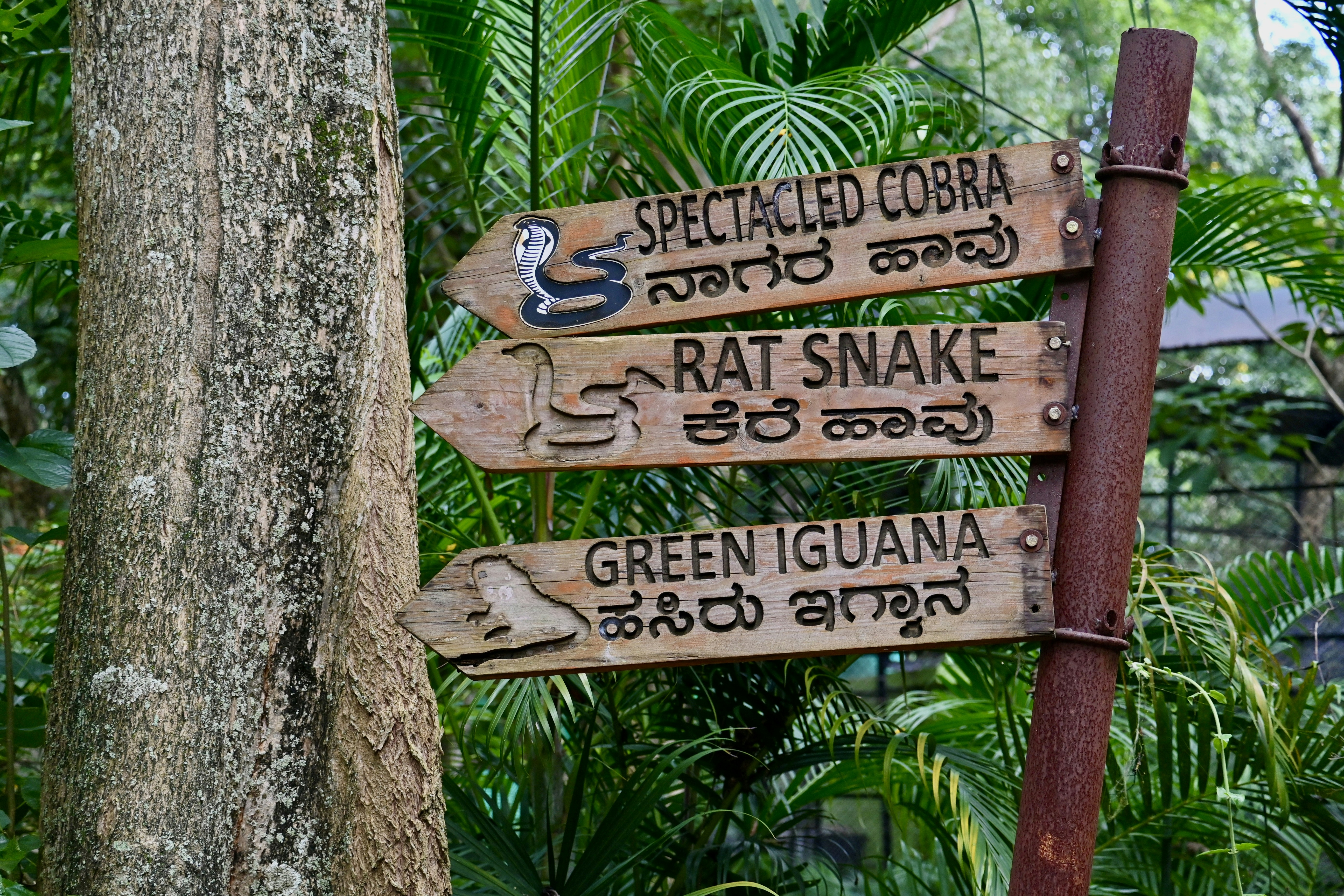 A wooden sign pointing to different places in the jungle