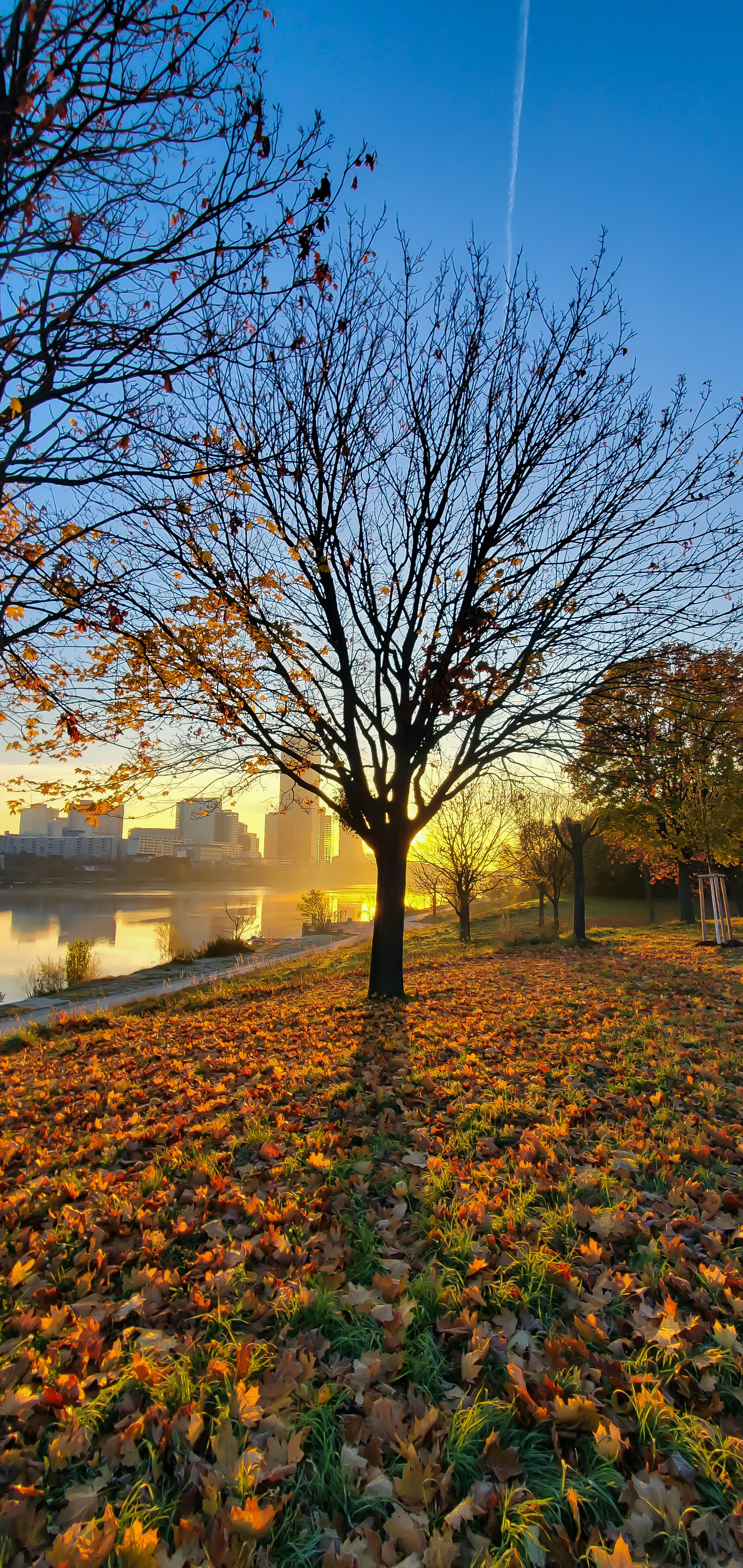 A tree in the middle of a field with leaves on the ground