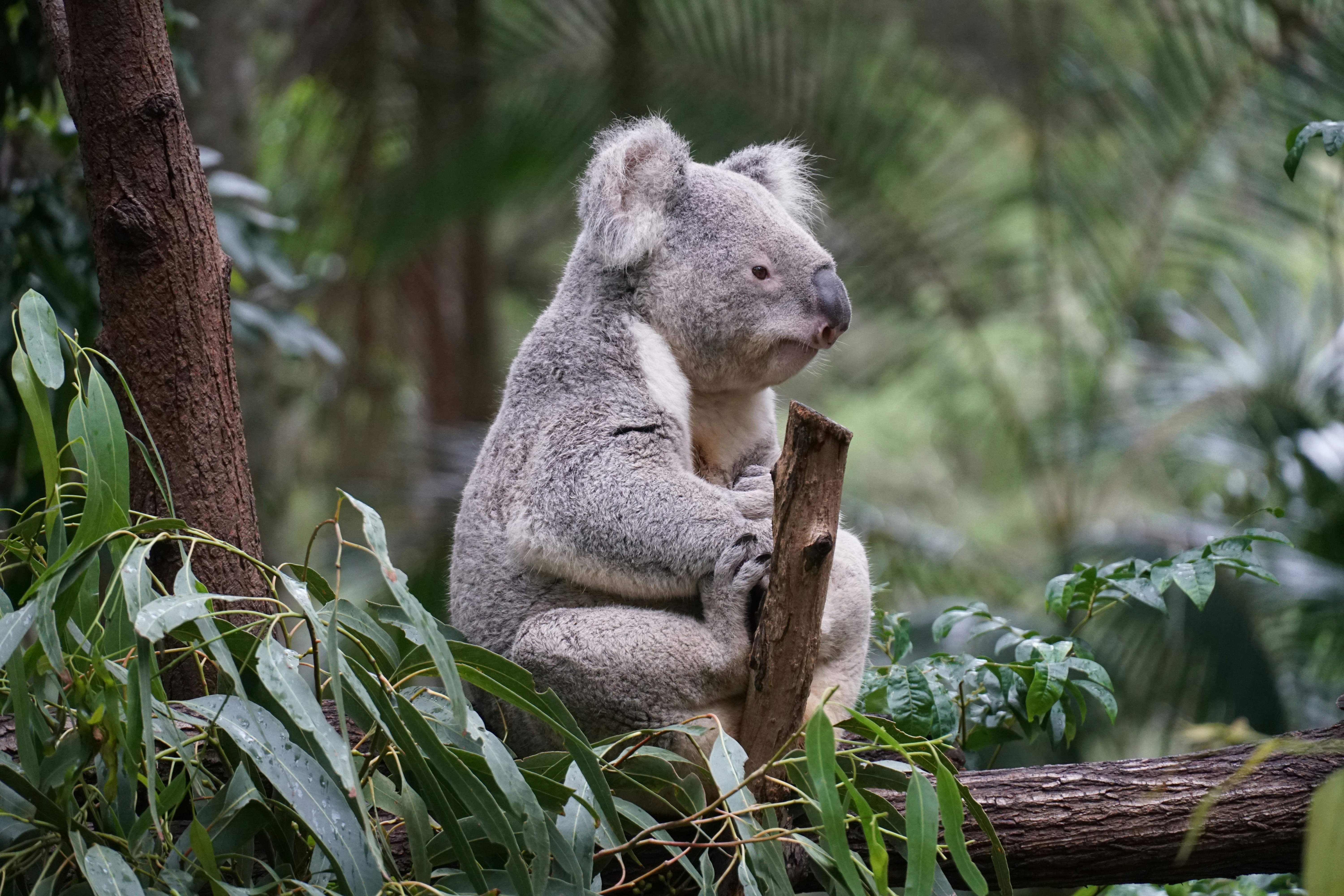 A koala sitting on a tree branch in a forest