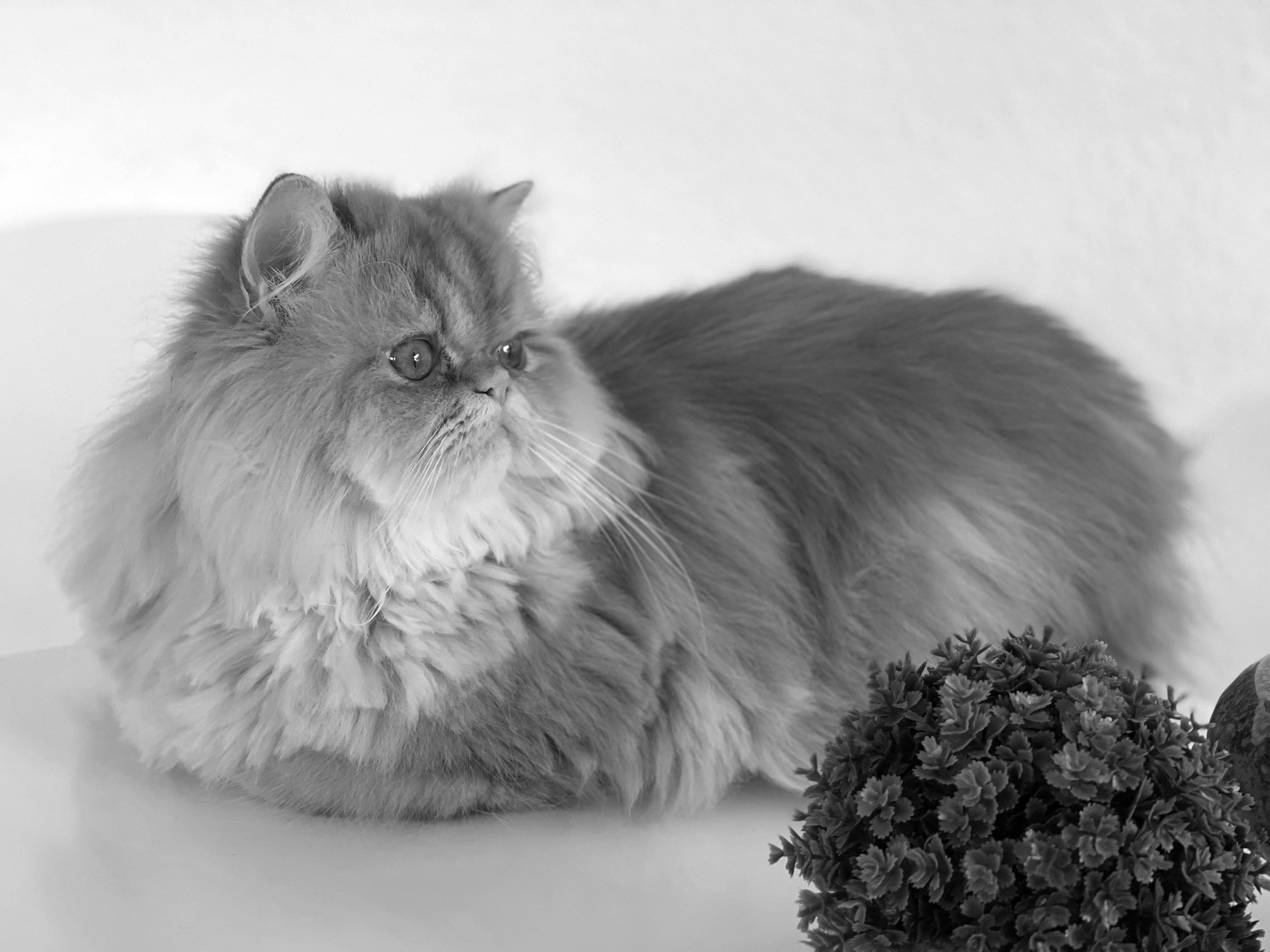 A fluffy cat sitting next to a potted plant