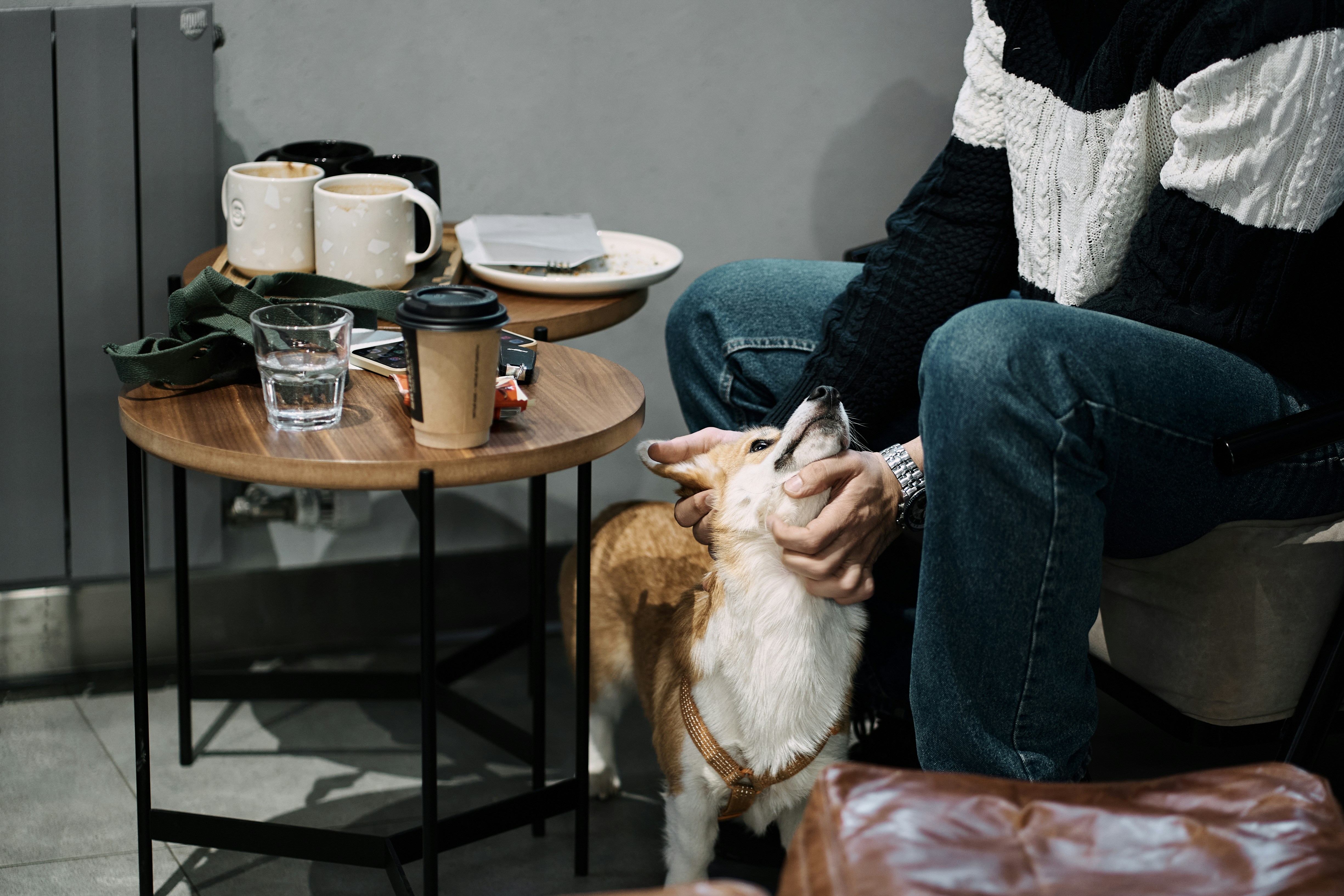 Small dog being treated with a snack in a warm kitchen setting, excited and happy