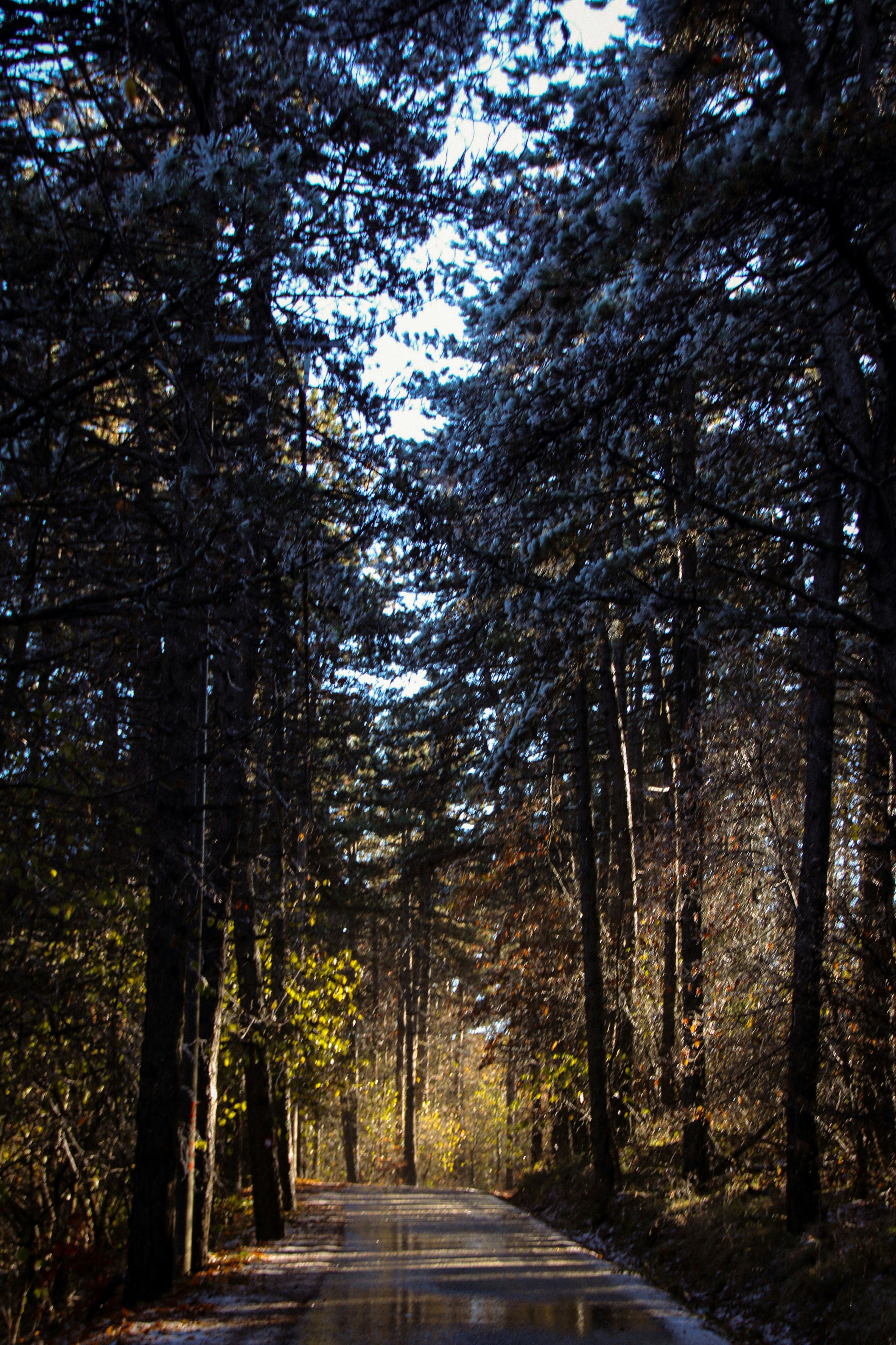 A wet road in the middle of a forest