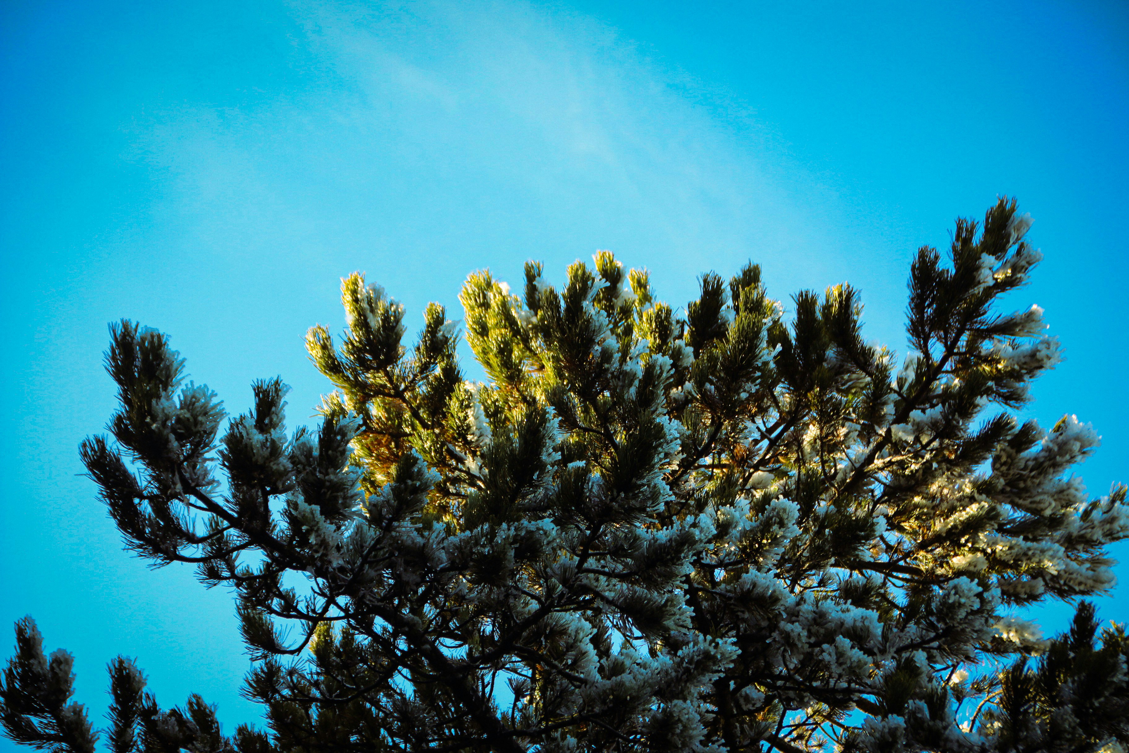 A pine tree with a blue sky in the background