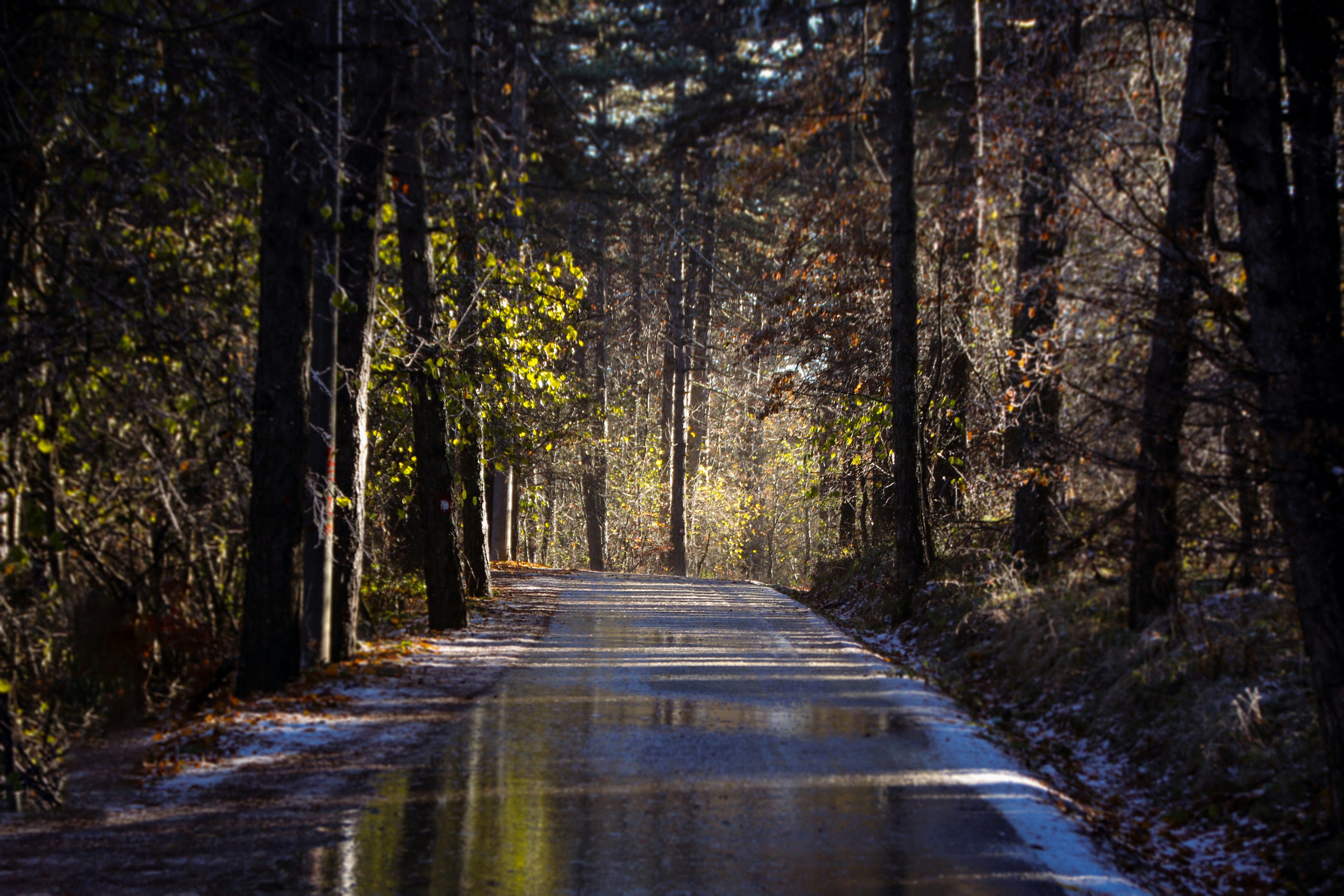 A wet road in the middle of a forest