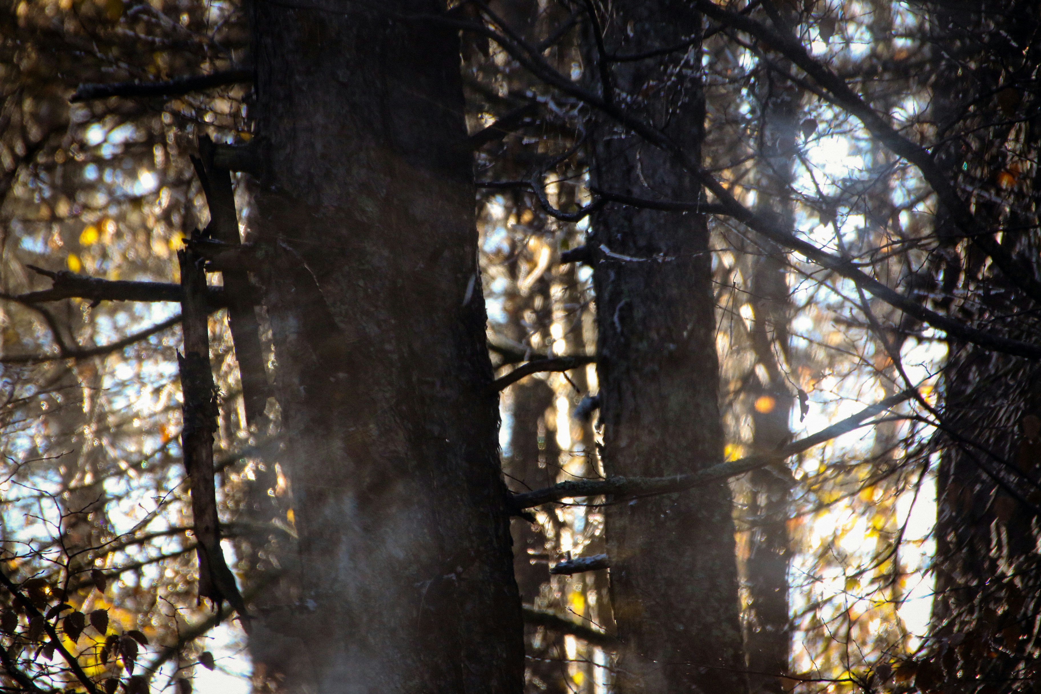 A forest filled with lots of tall trees