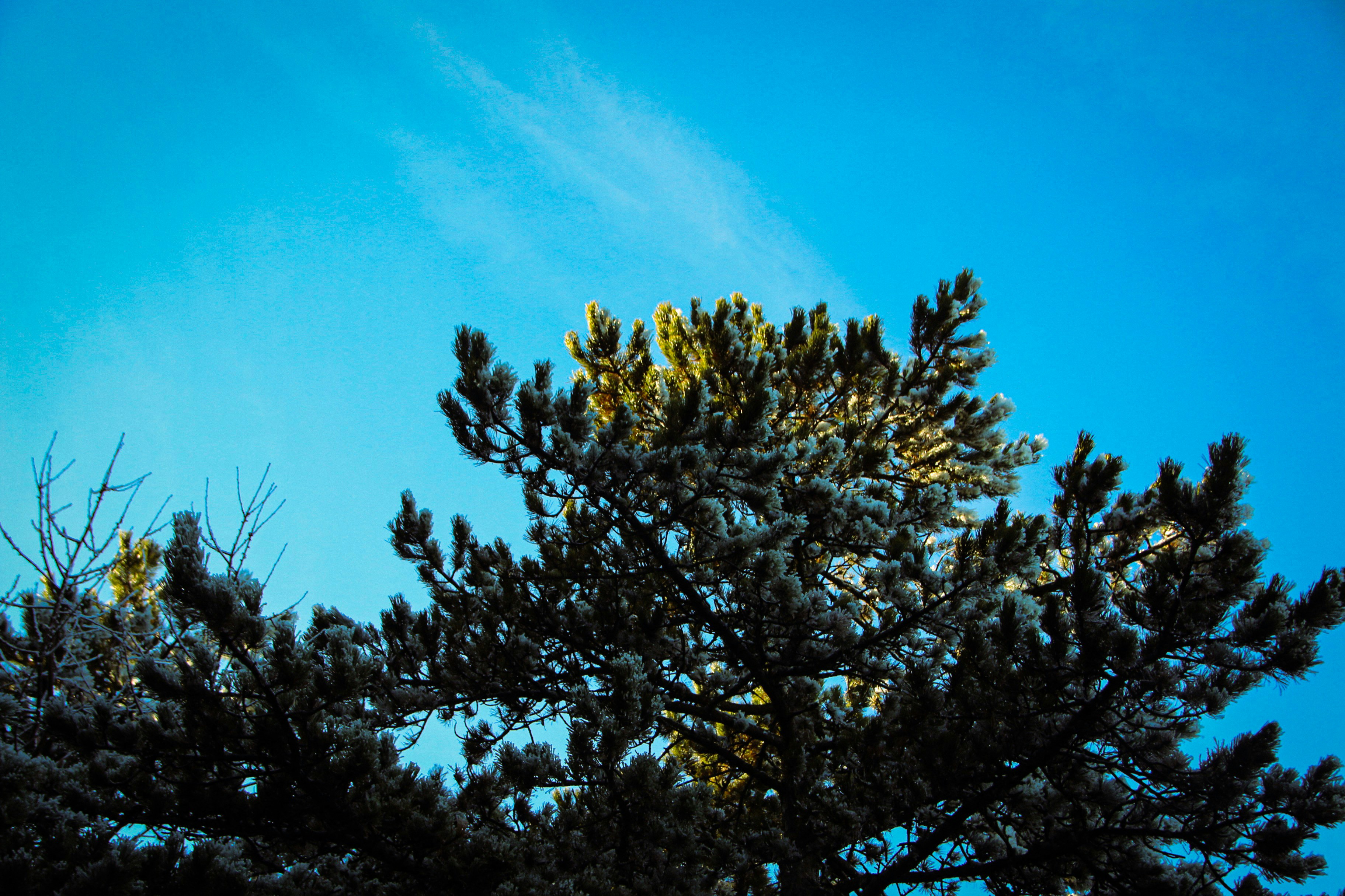 A pine tree with a blue sky in the background