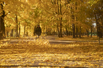 A park with lots of yellow leaves on the ground