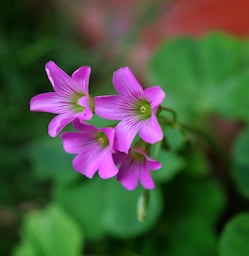 A close up of a pink flower with green leaves