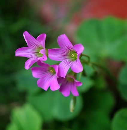 A close up of a pink flower with green leaves