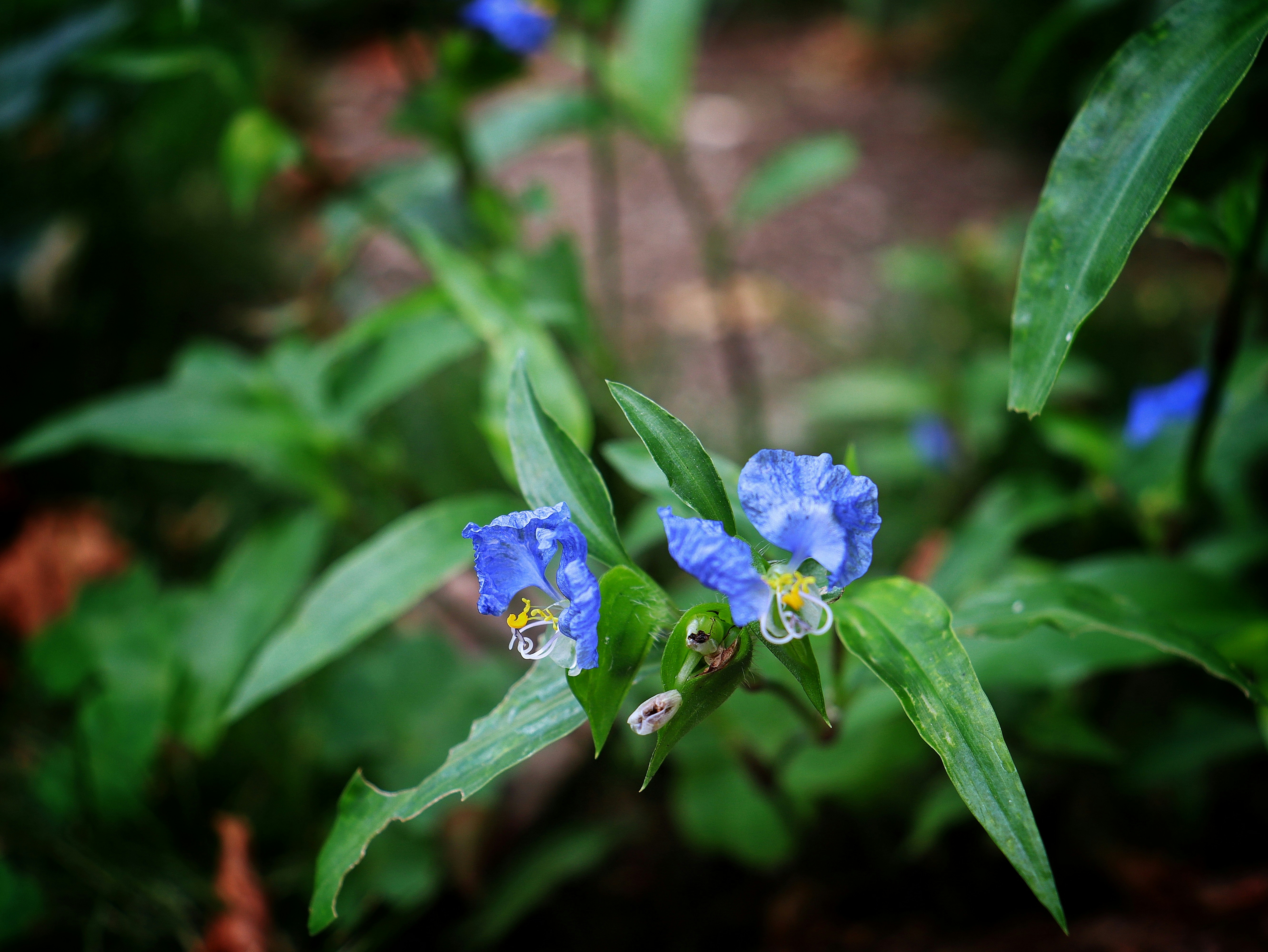 Photo by caio_delarolle