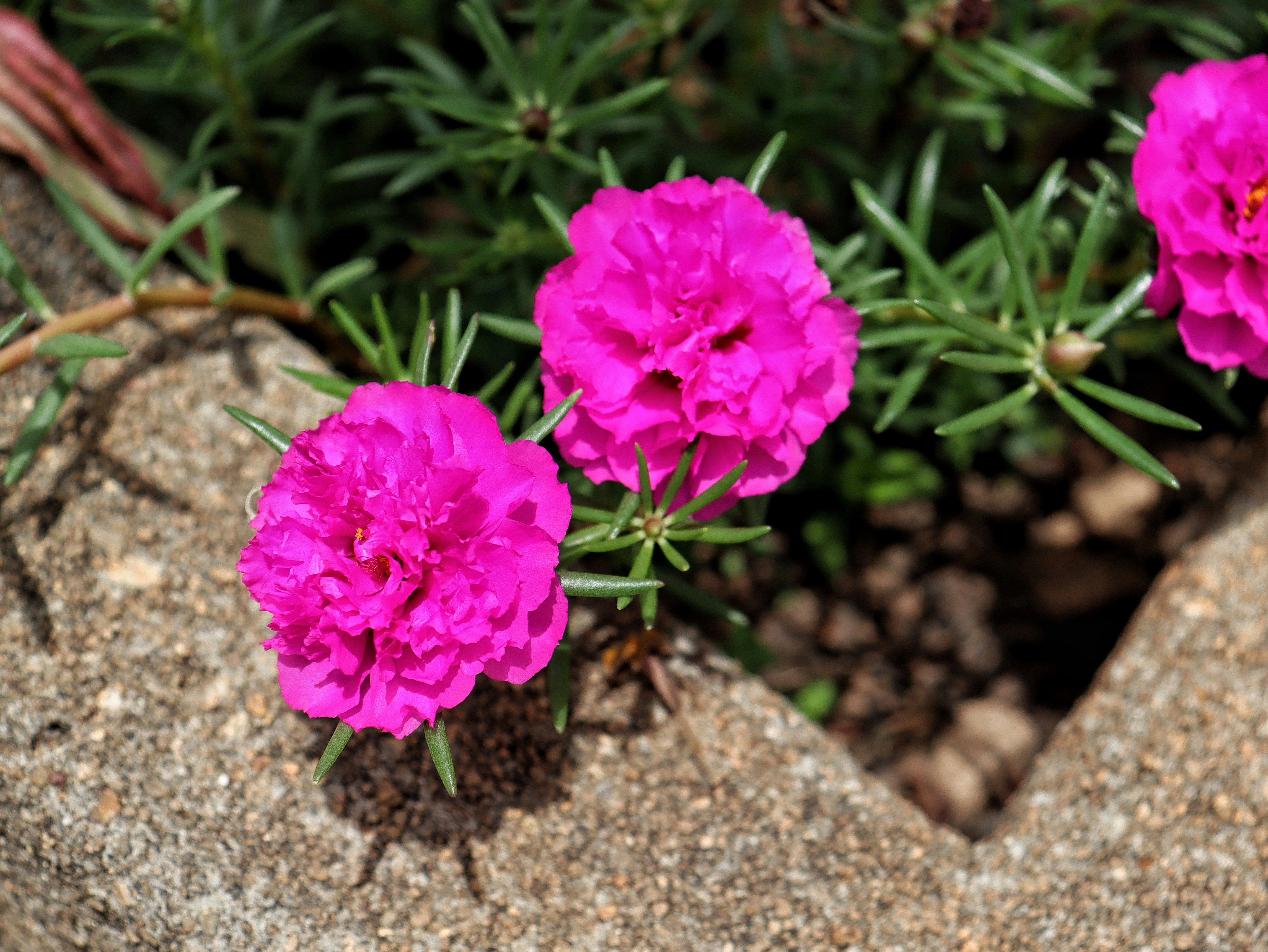 Flor onze-horas A group of pink flowers growing out of a crack in a rock