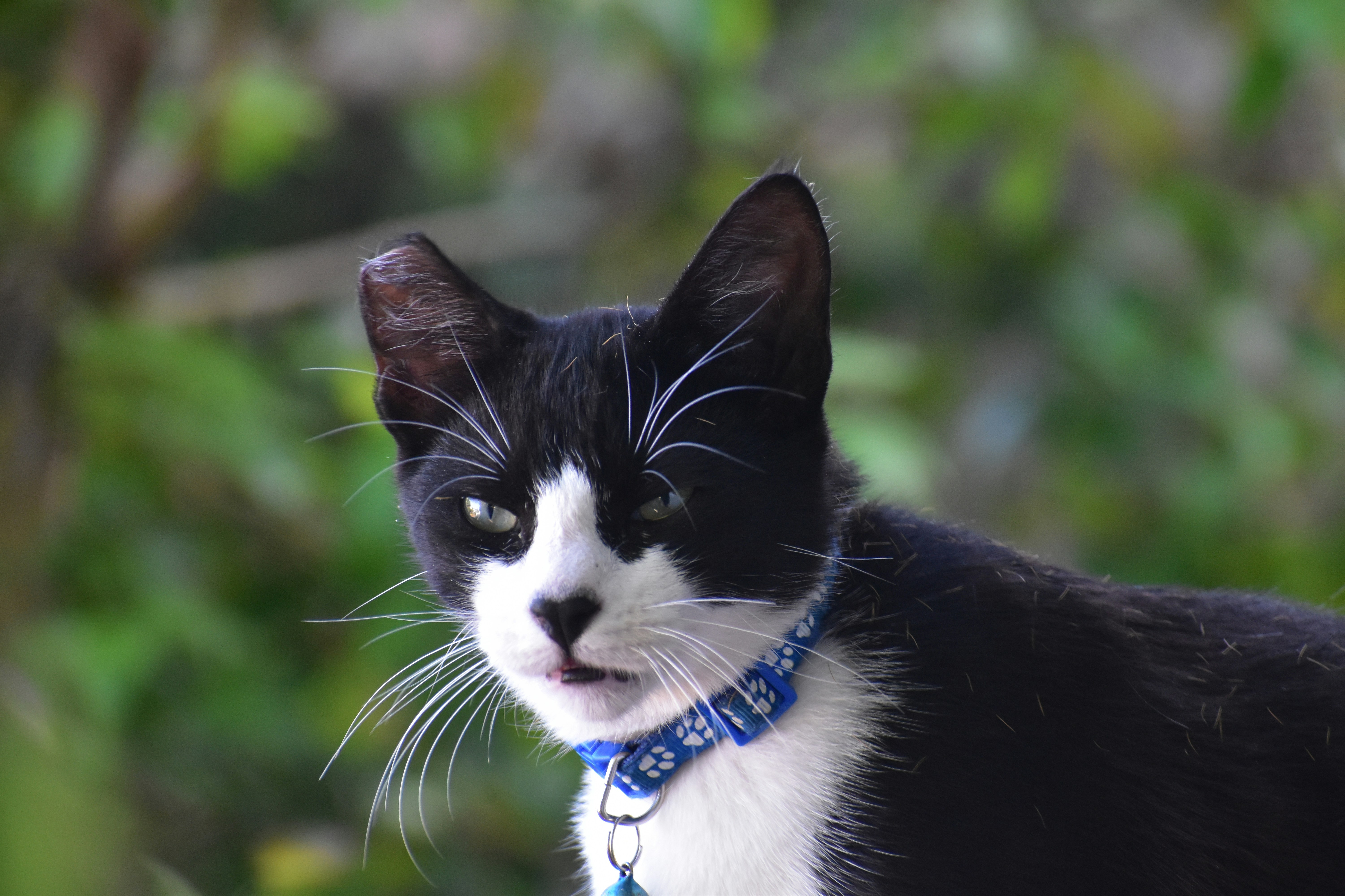 A black and white cat wearing a blue collar