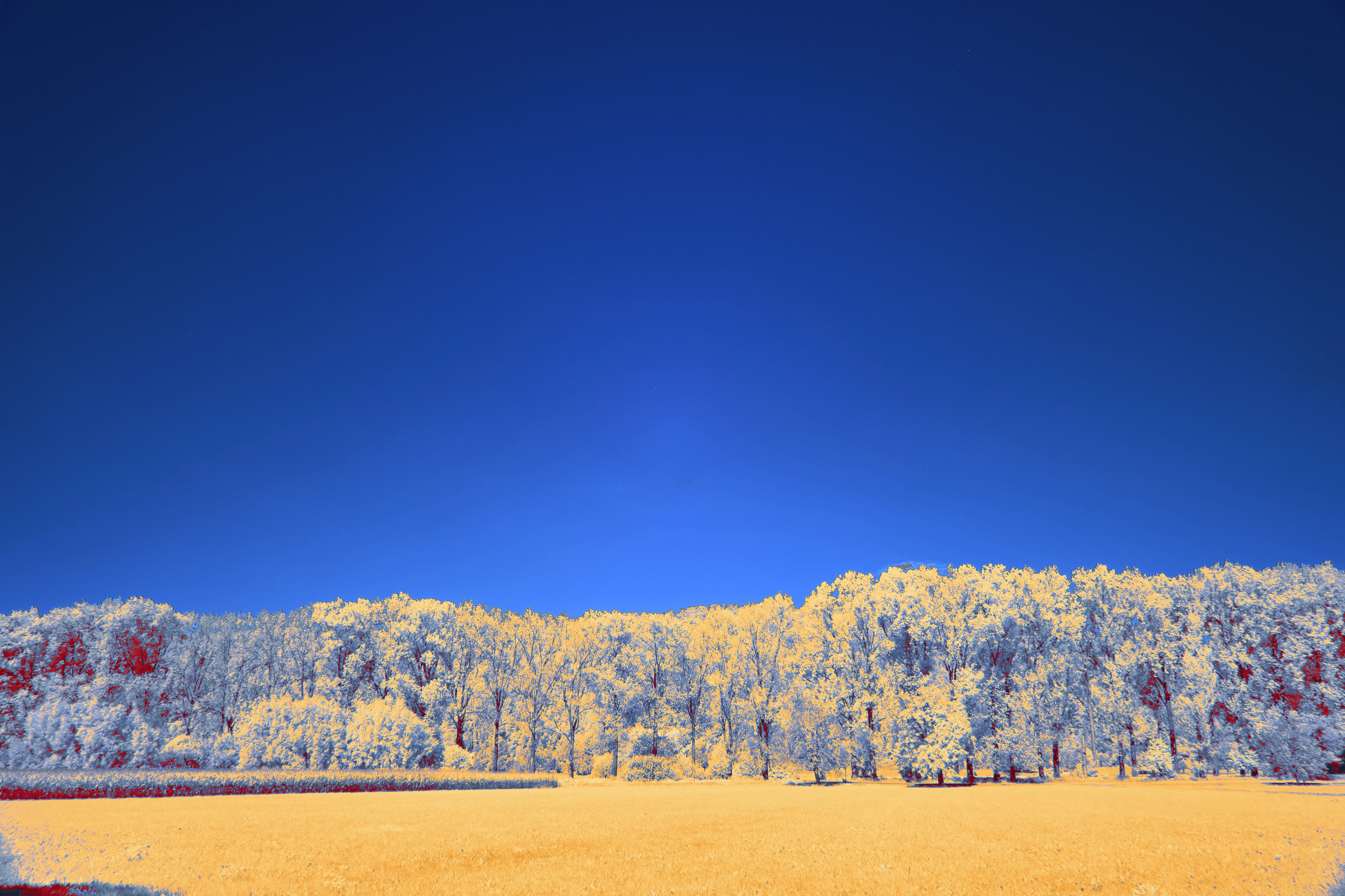 Photo by wolfgang_hasselmann