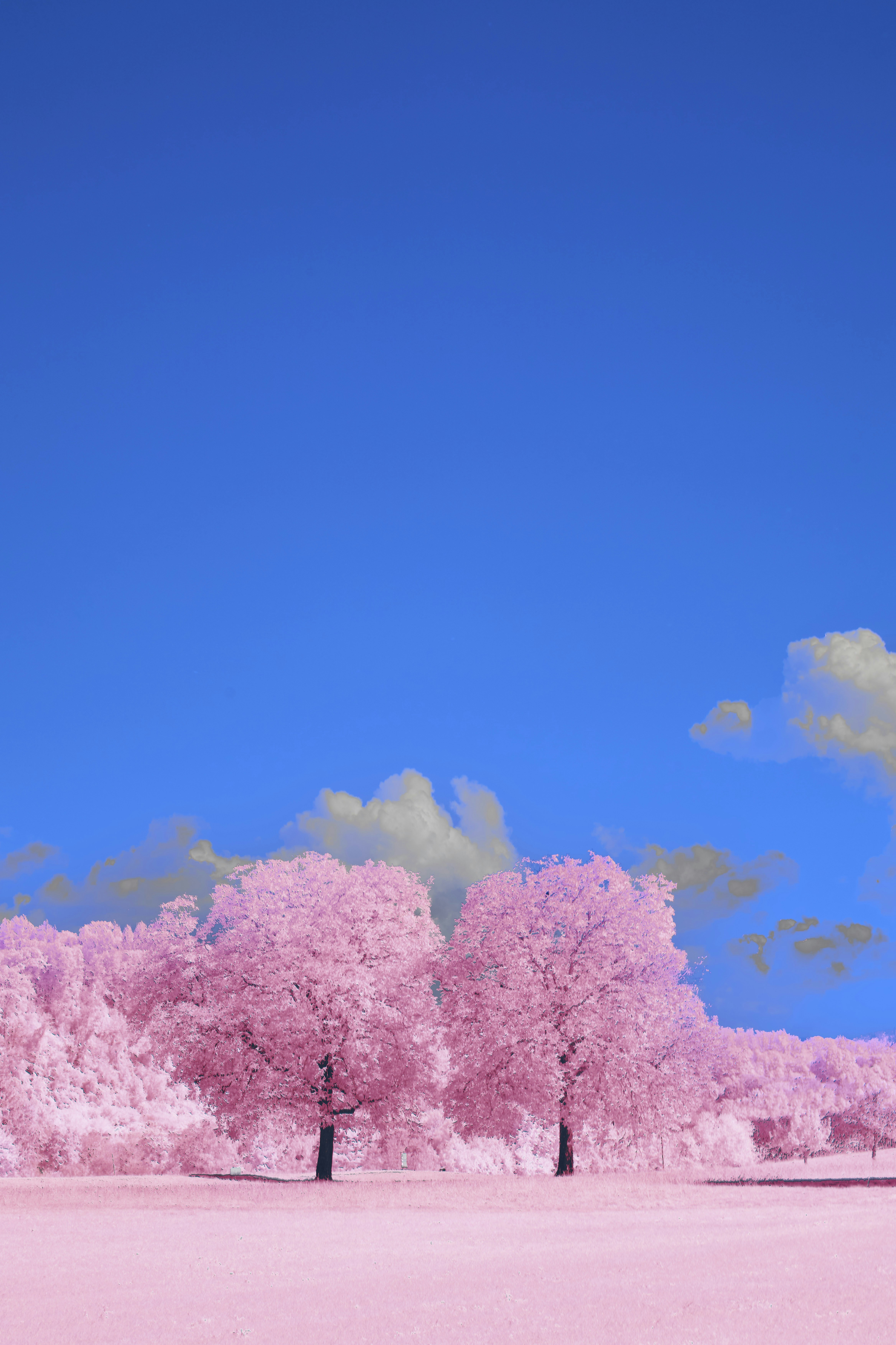 Photo by wolfgang_hasselmann