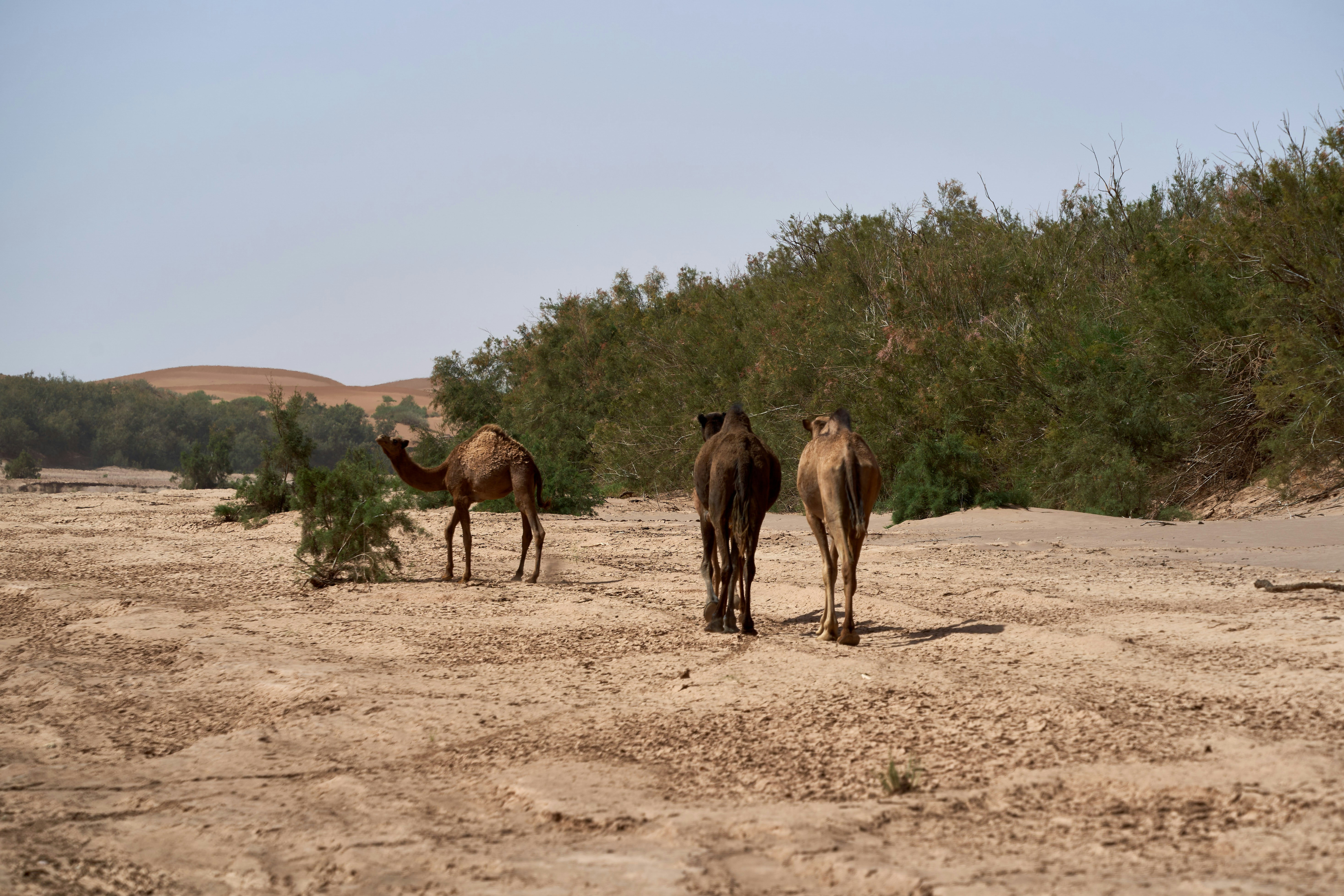 Photo by wolfgang_hasselmann