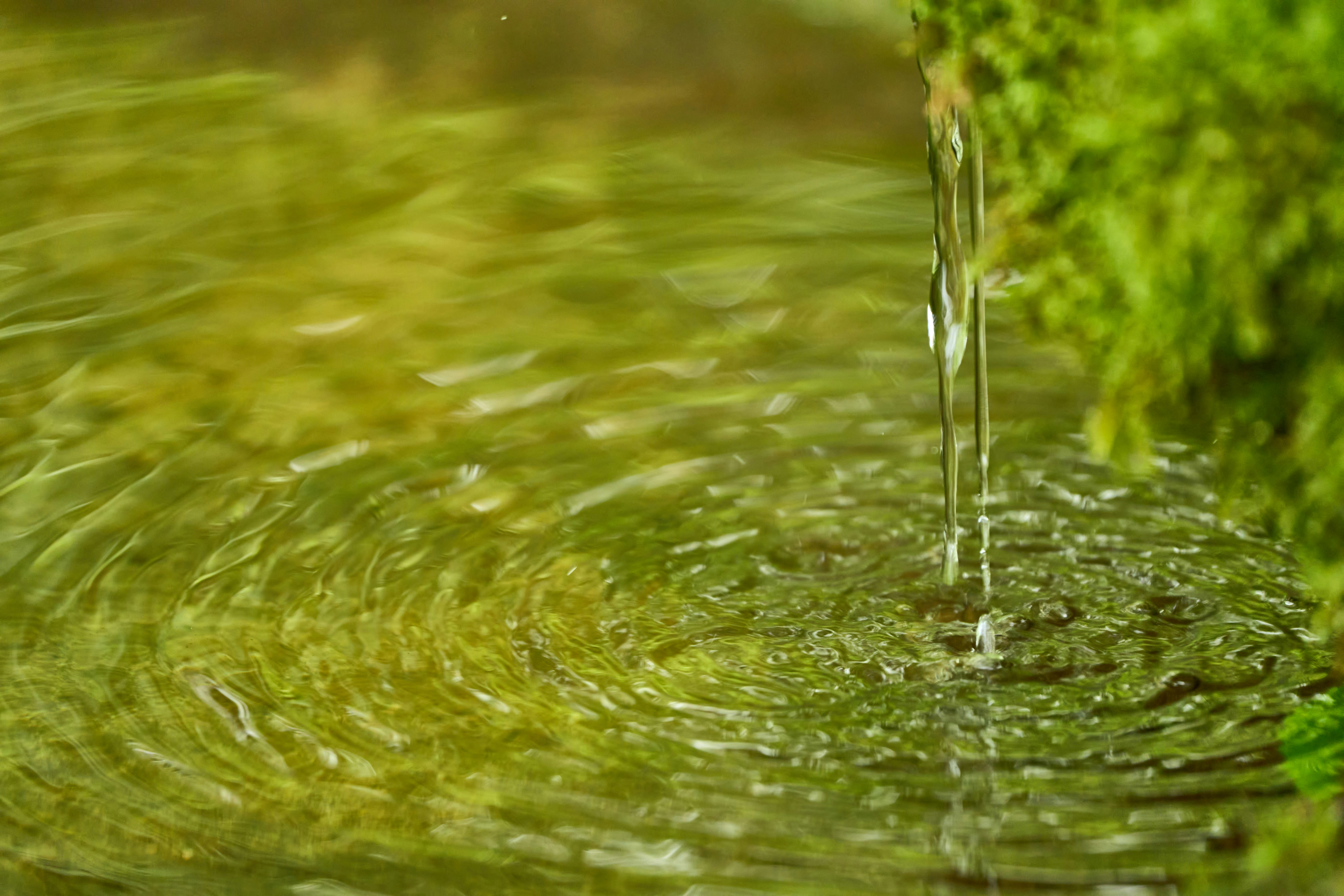 Photo by wolfgang_hasselmann