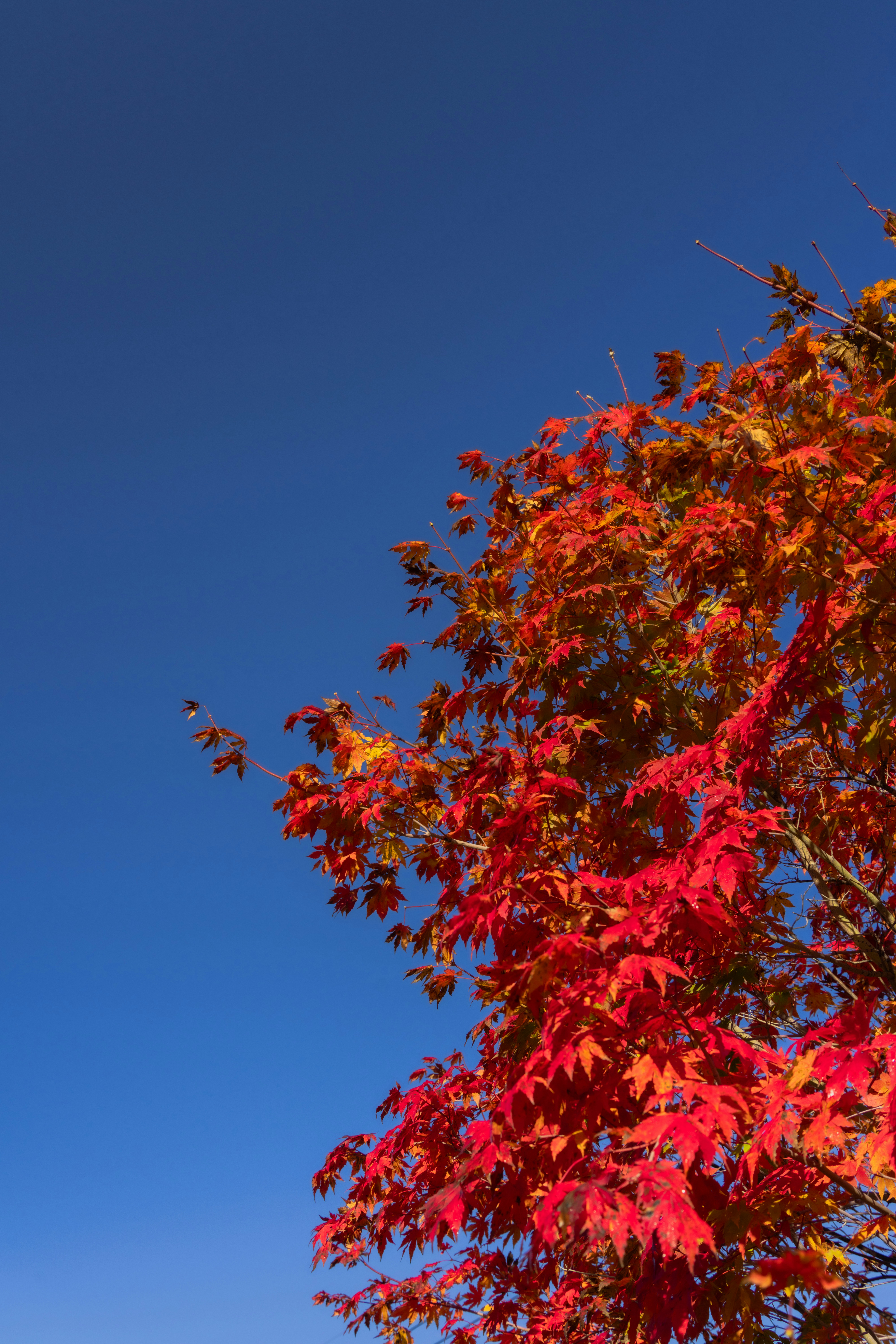 Photo by hattrick1996