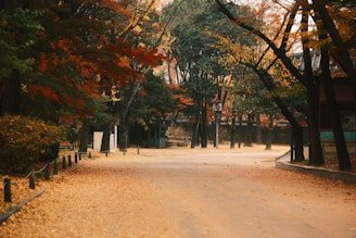 A dirt road surrounded by trees and leaves
