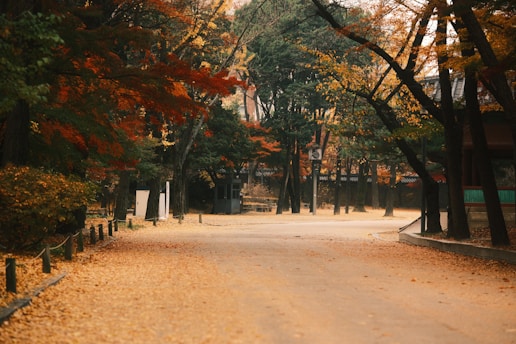 A dirt road surrounded by trees and leaves