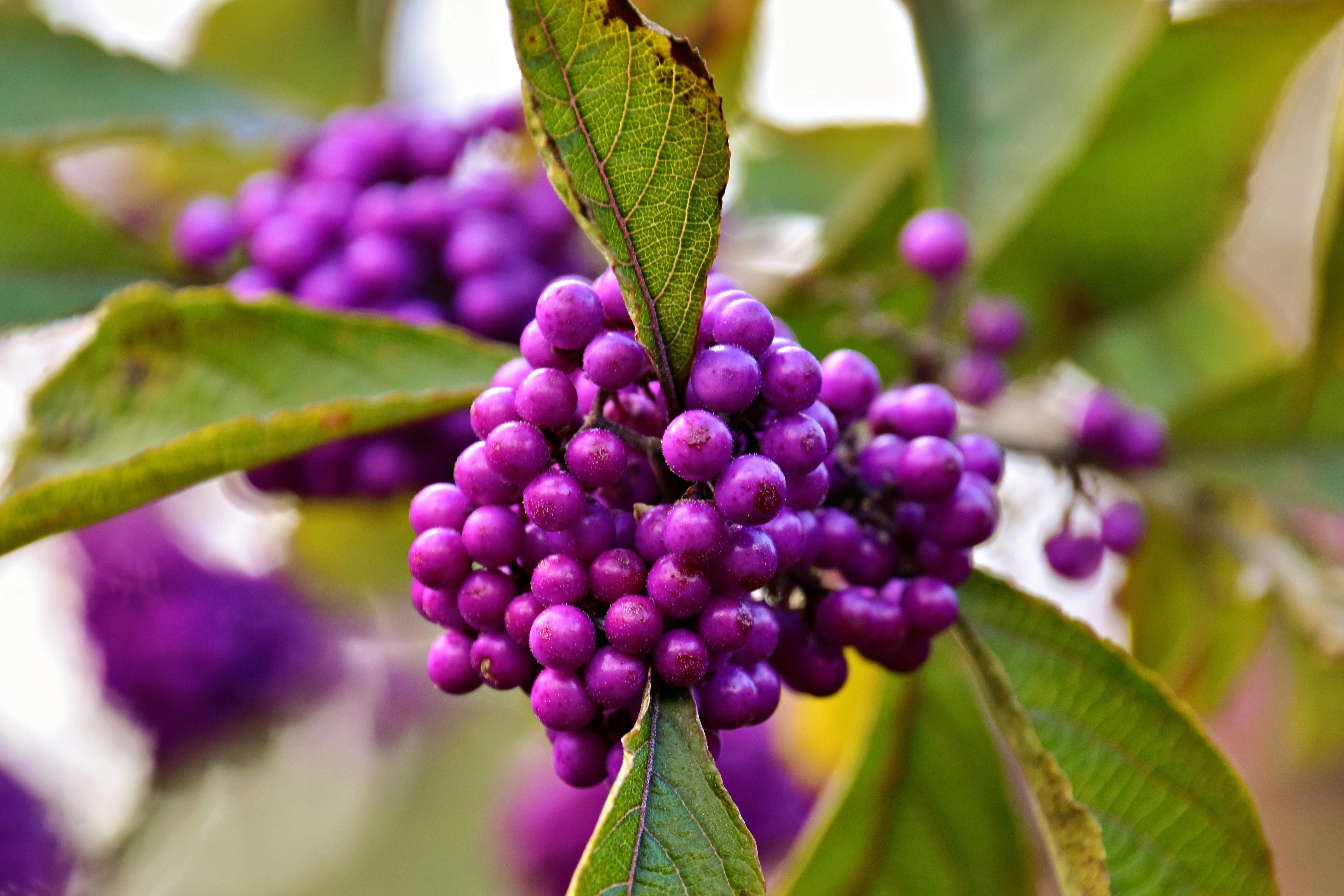 A close up of purple berries on a tree