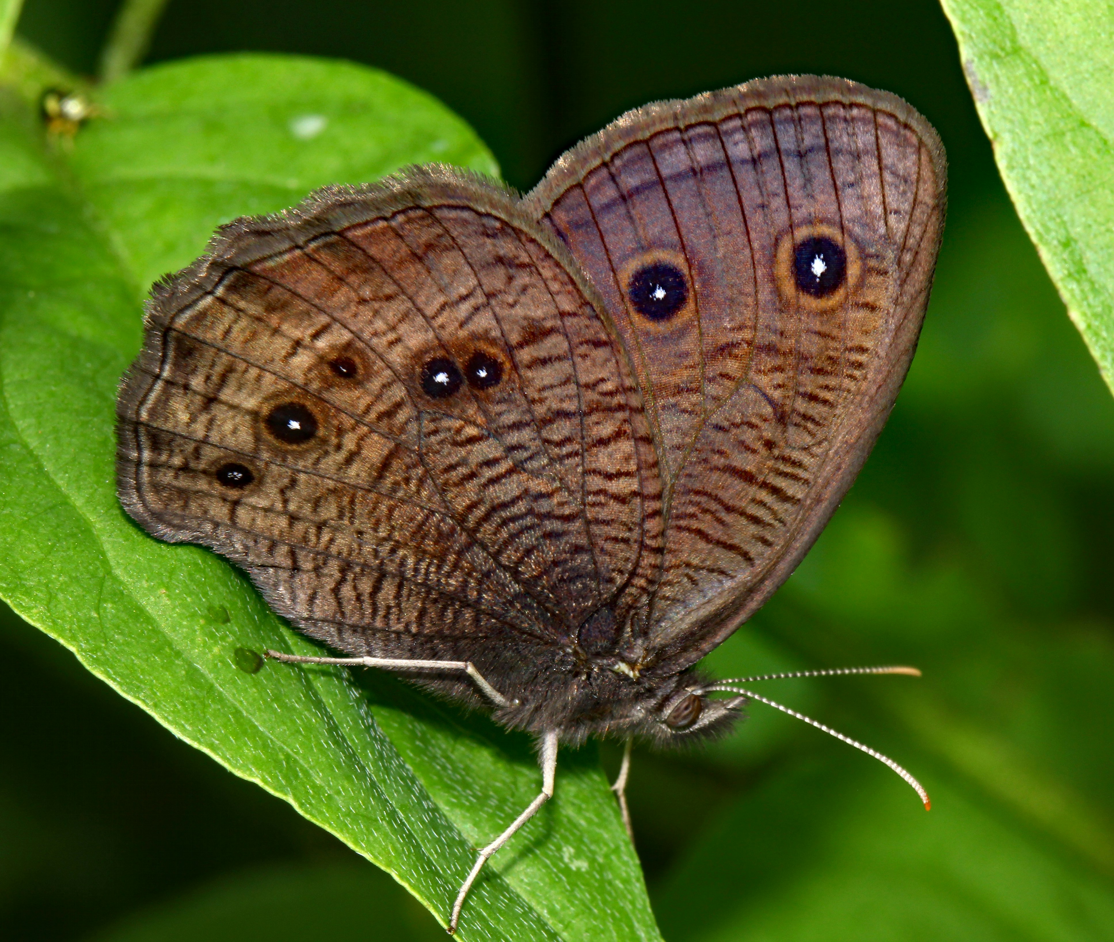 Common wood-nymph butterfly