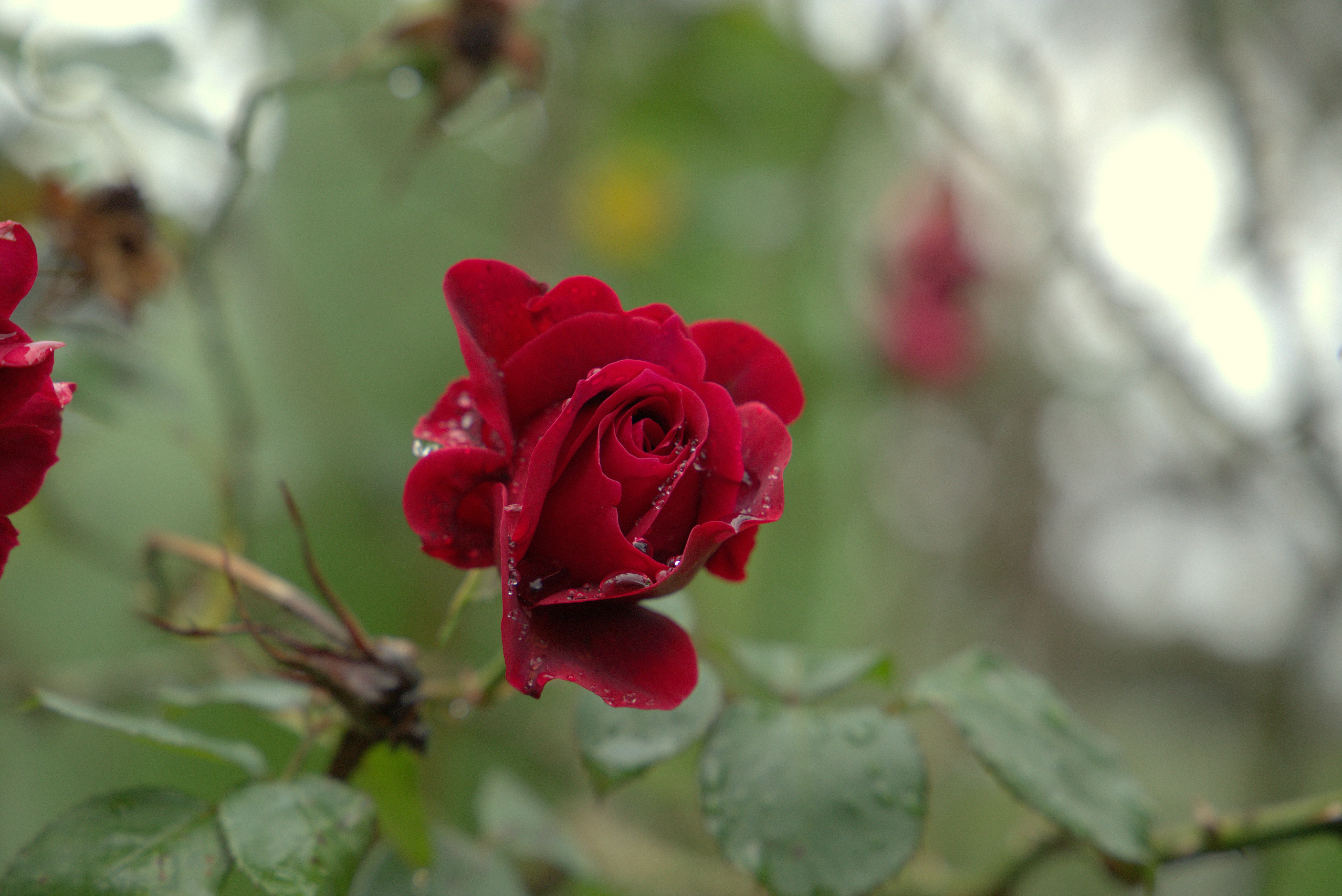 Photo by kithinjinyaga