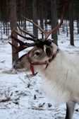 A white reindeer with antlers standing in the snow